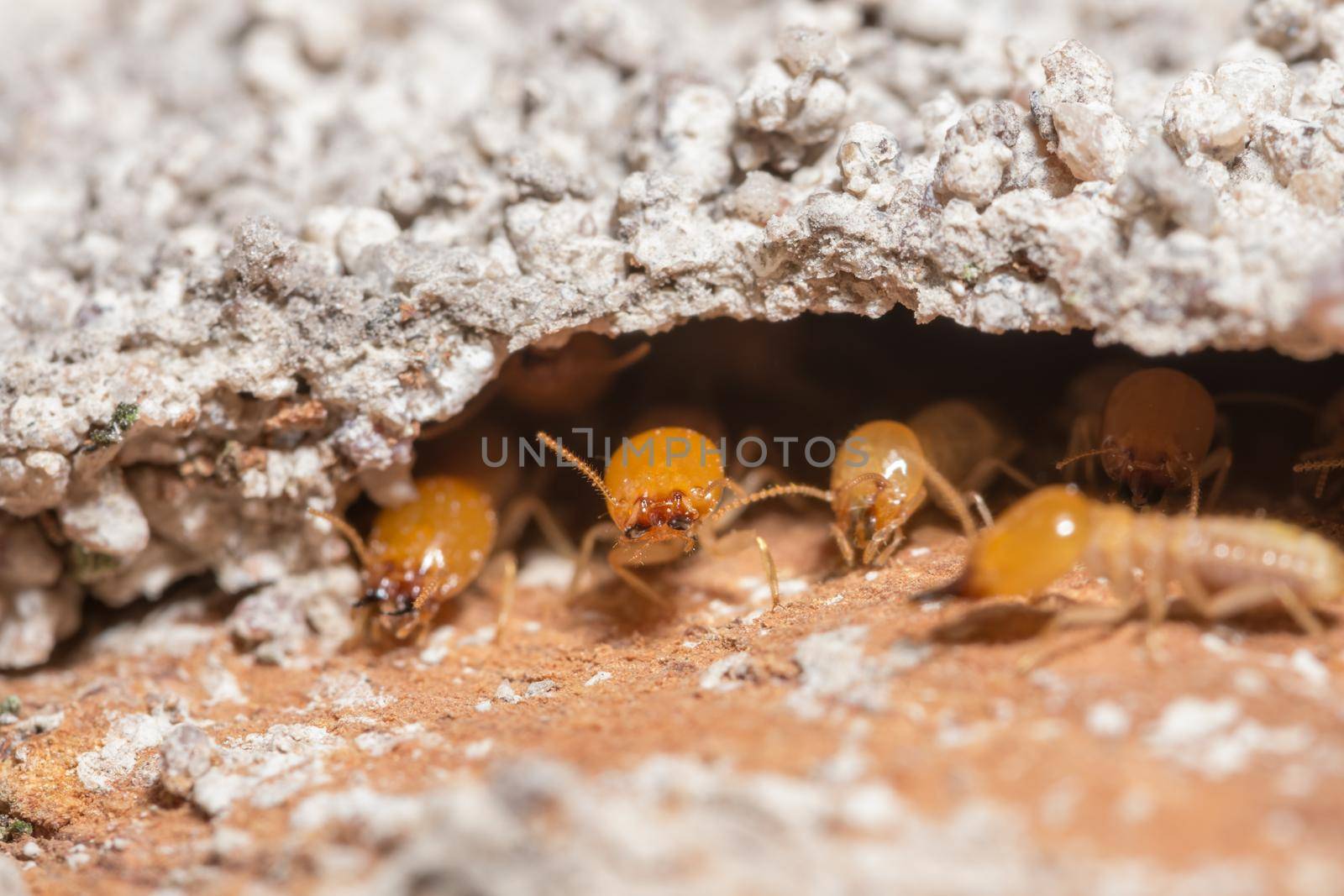 Macro termites are walking on the logs.