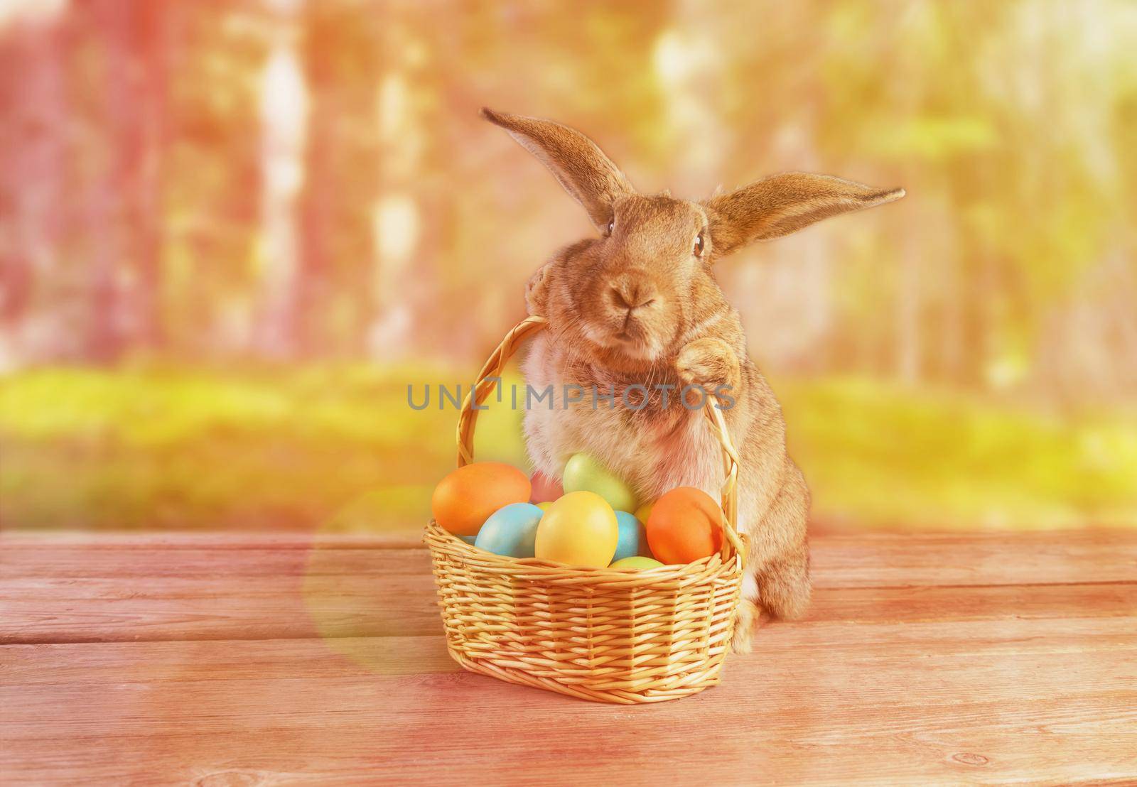 Easter rabbit sits with basket of colored eggs on spring nature. Image with sunlight effect