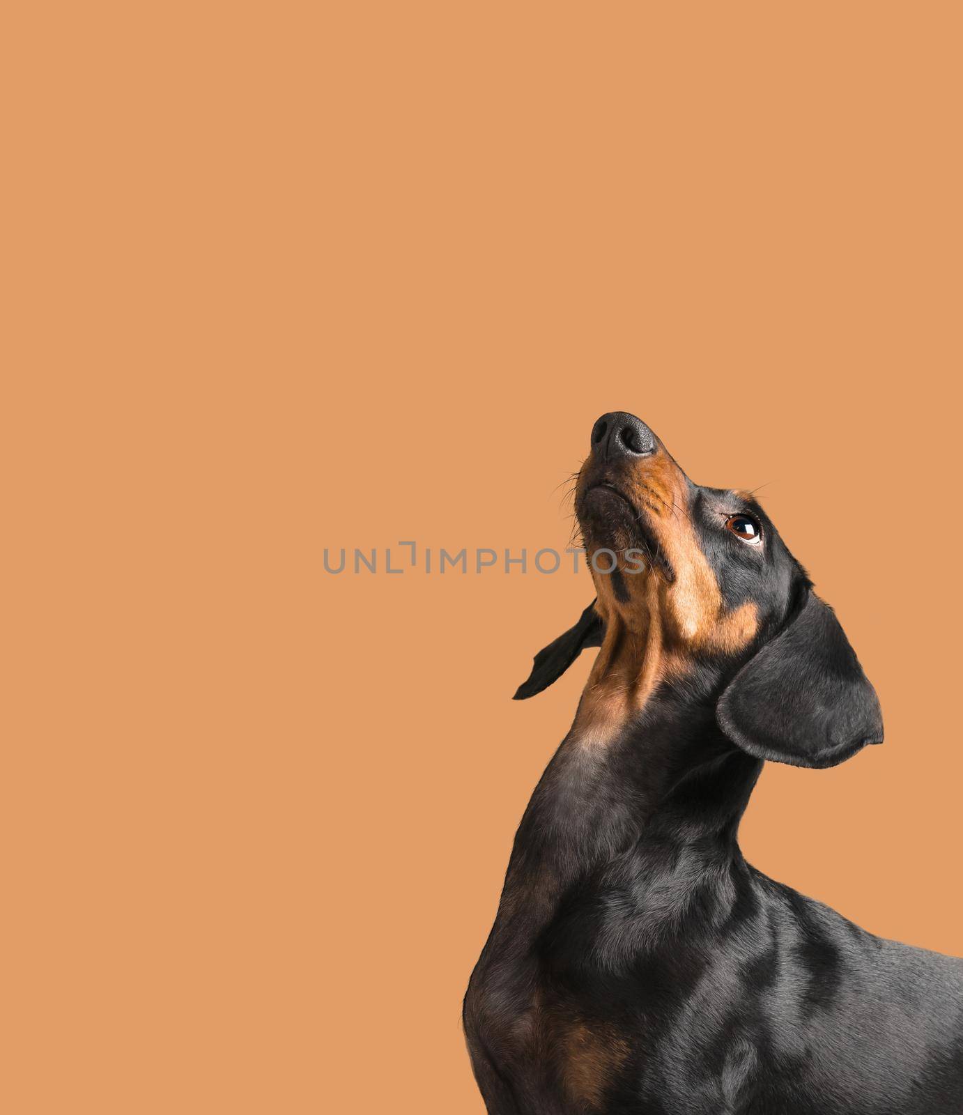 Cute dog dachshund looking up on orange background. Space for text in the upper part of image