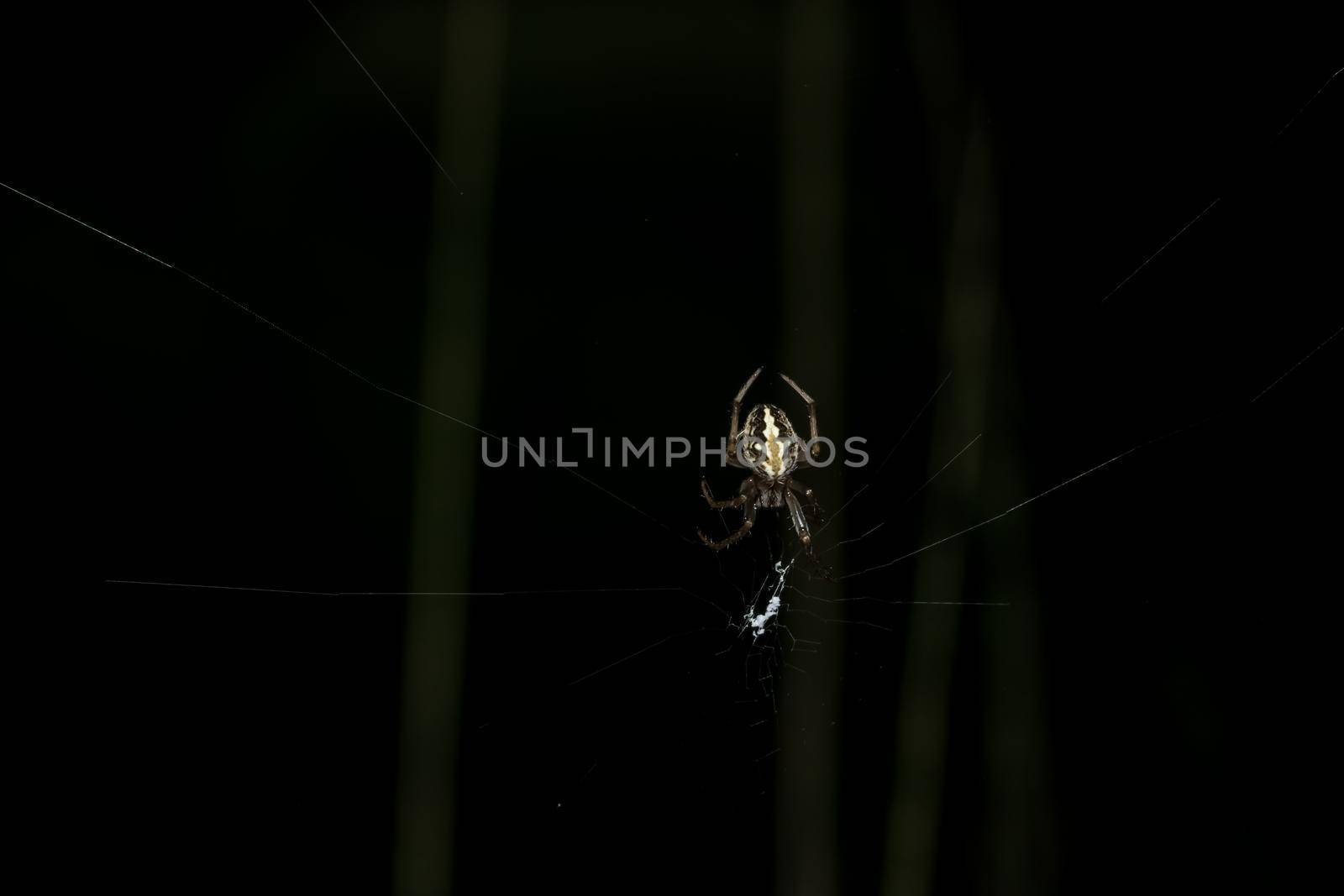 Macro Spider on Leaf