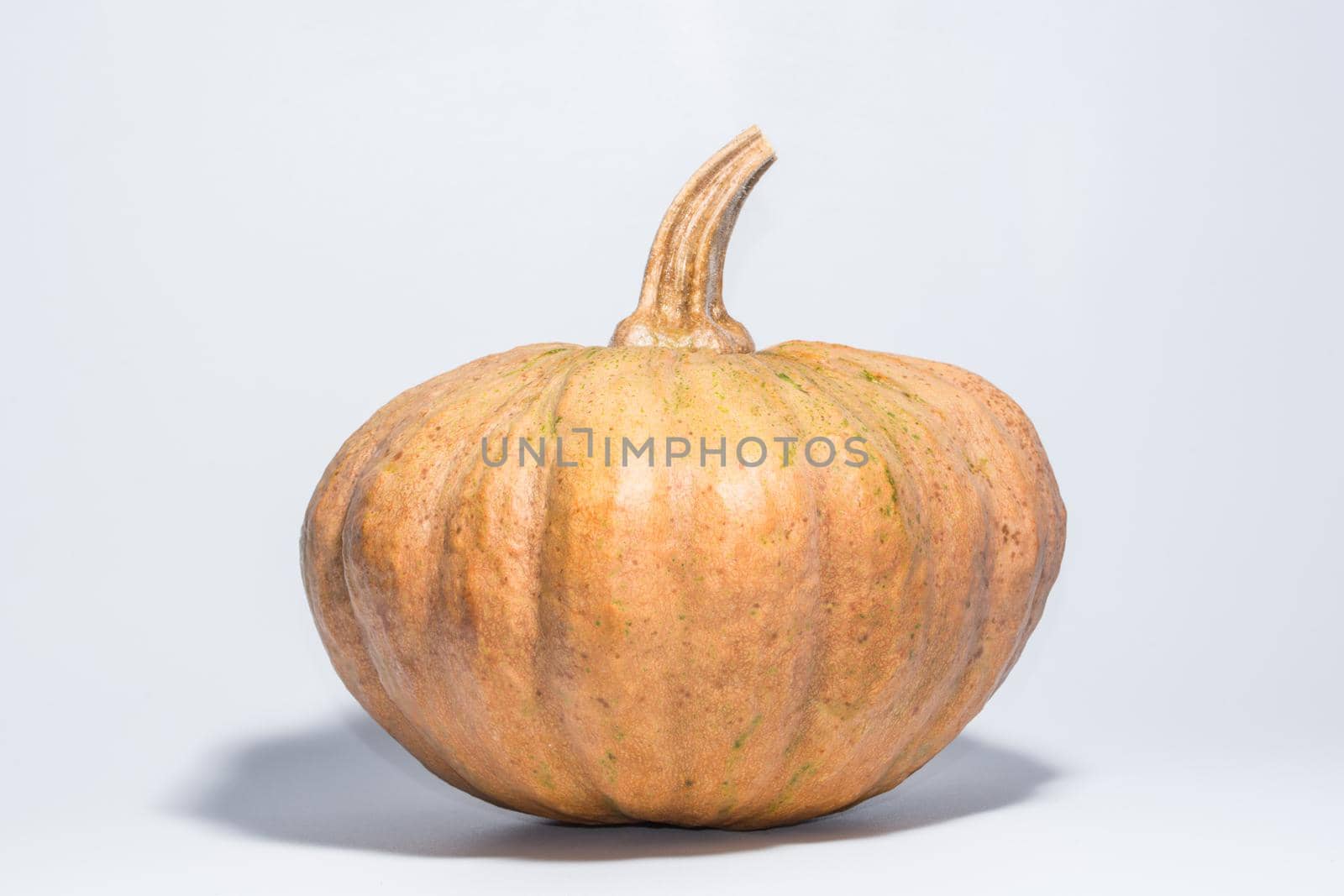 Pumpkin White Background