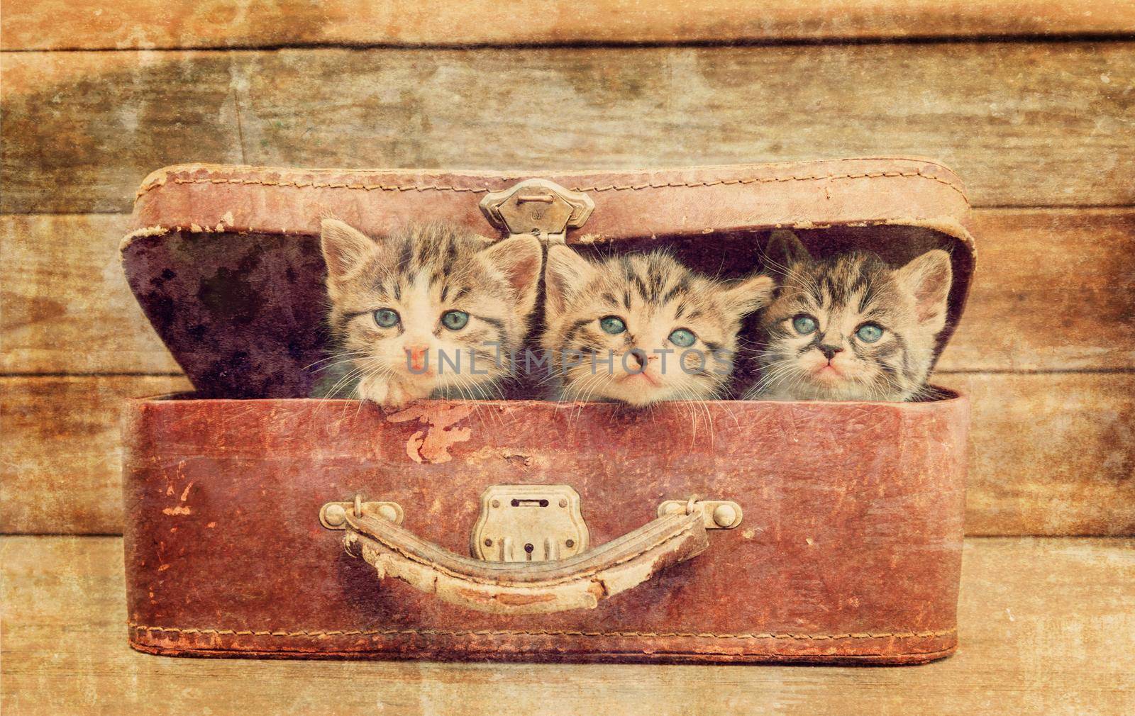 Cute kittens are sitting in vintage suitcase on a wooden background. Vintage image