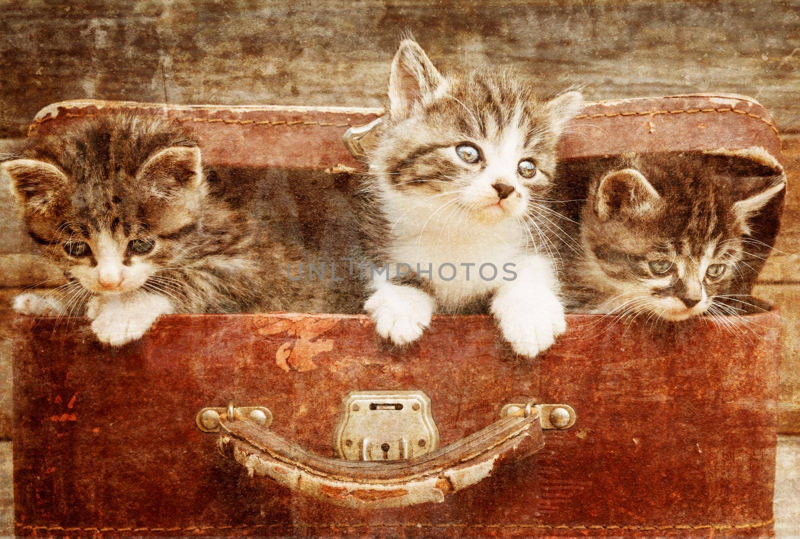 Curiosity kittens in vintage suitcase on a wooden background. Vintage image