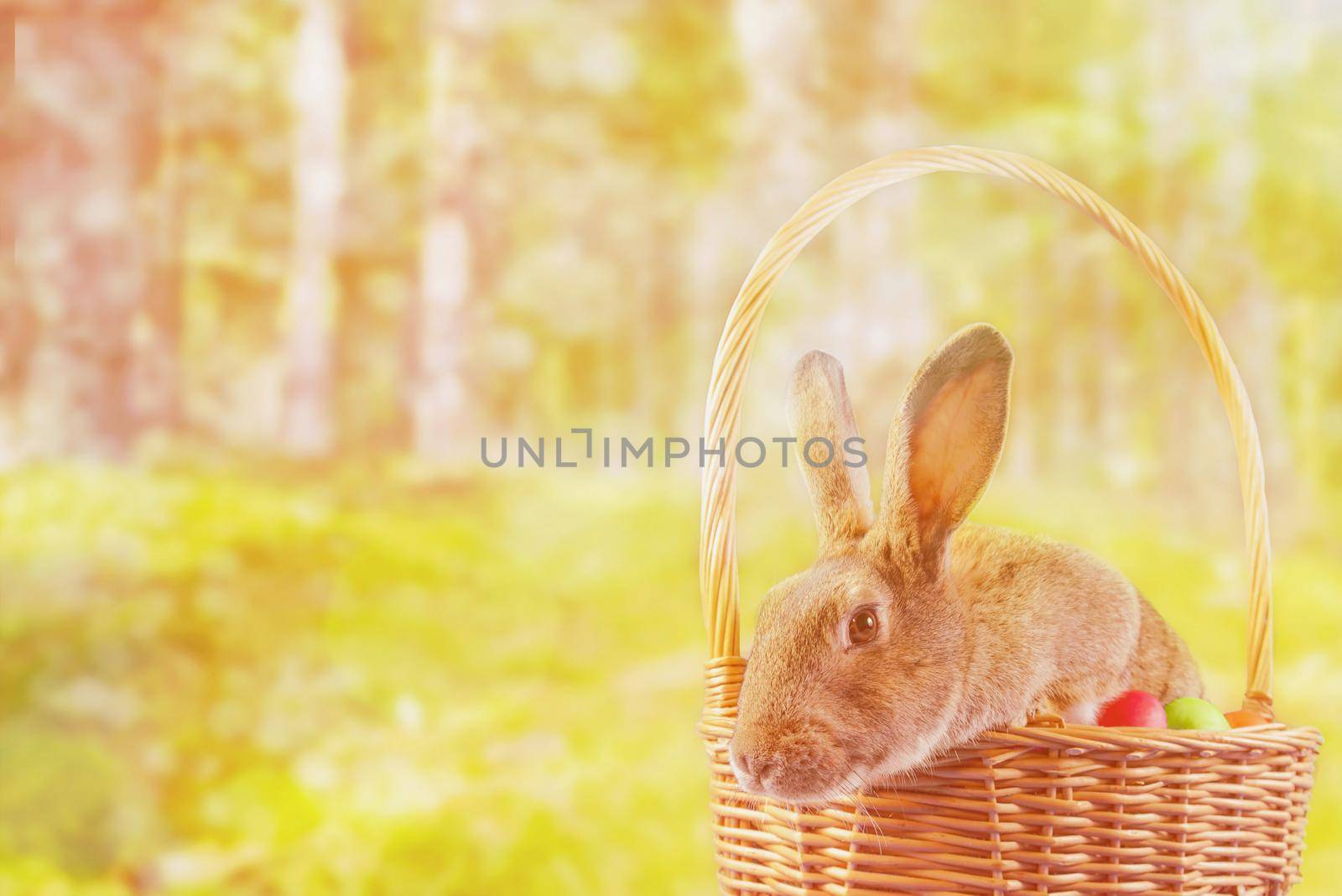 Brown Easter rabbit sits in a basket in the park. Image with sunlight effect