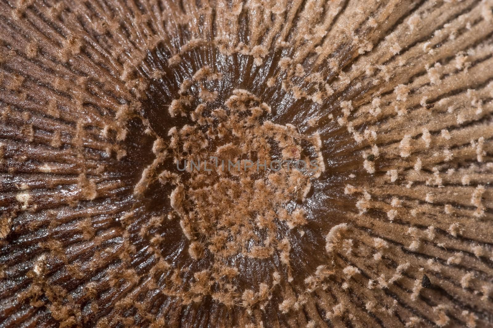 Macro mushroom surface