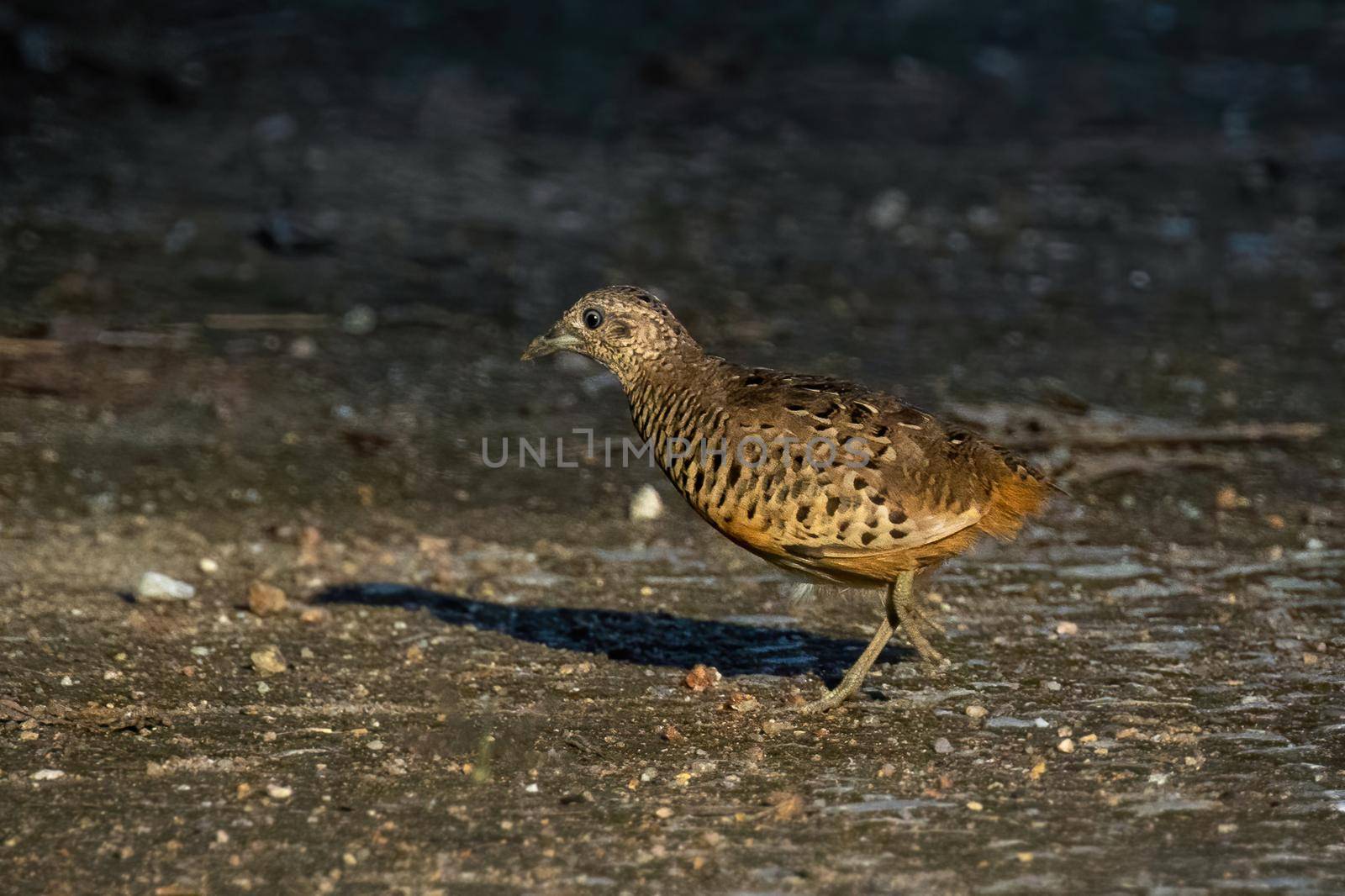 Image of Barred Buttonquail (Turnix suscitator) on nature background. Bird, Animals. by yod67