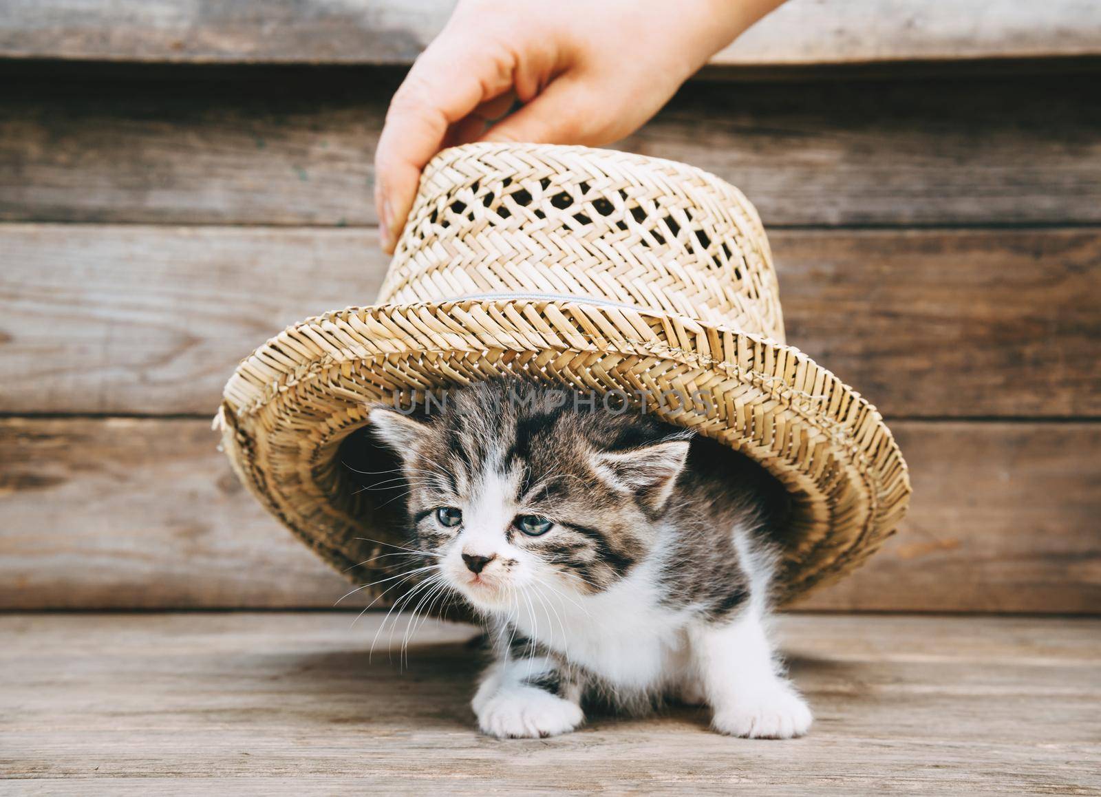 Kitten under the hat by alexAleksei