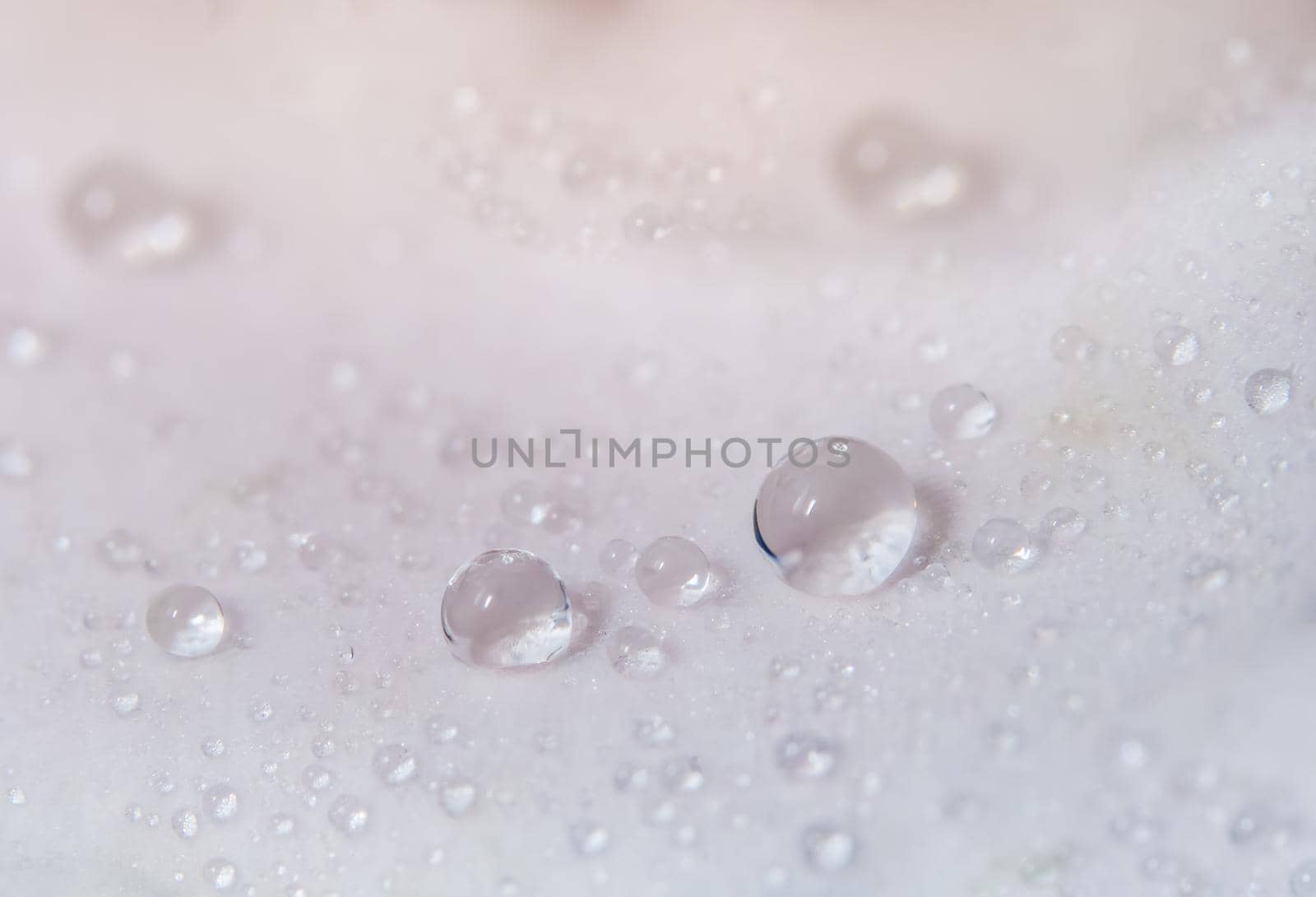 Macro background water drops on pink rose petals