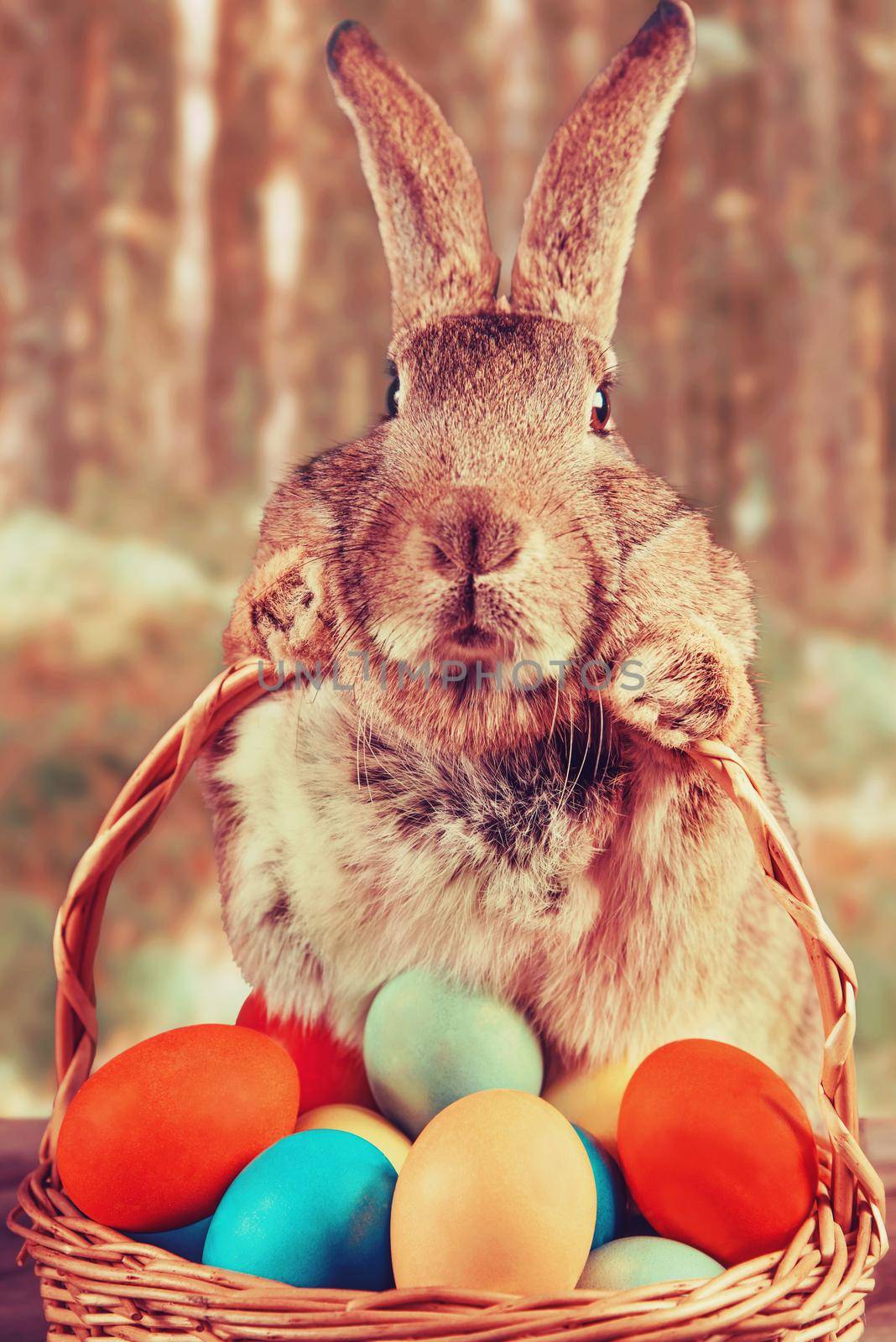 Brown Easter rabbit holds basket with colored eggs on a wooden table outdoor. Image with instagram filter