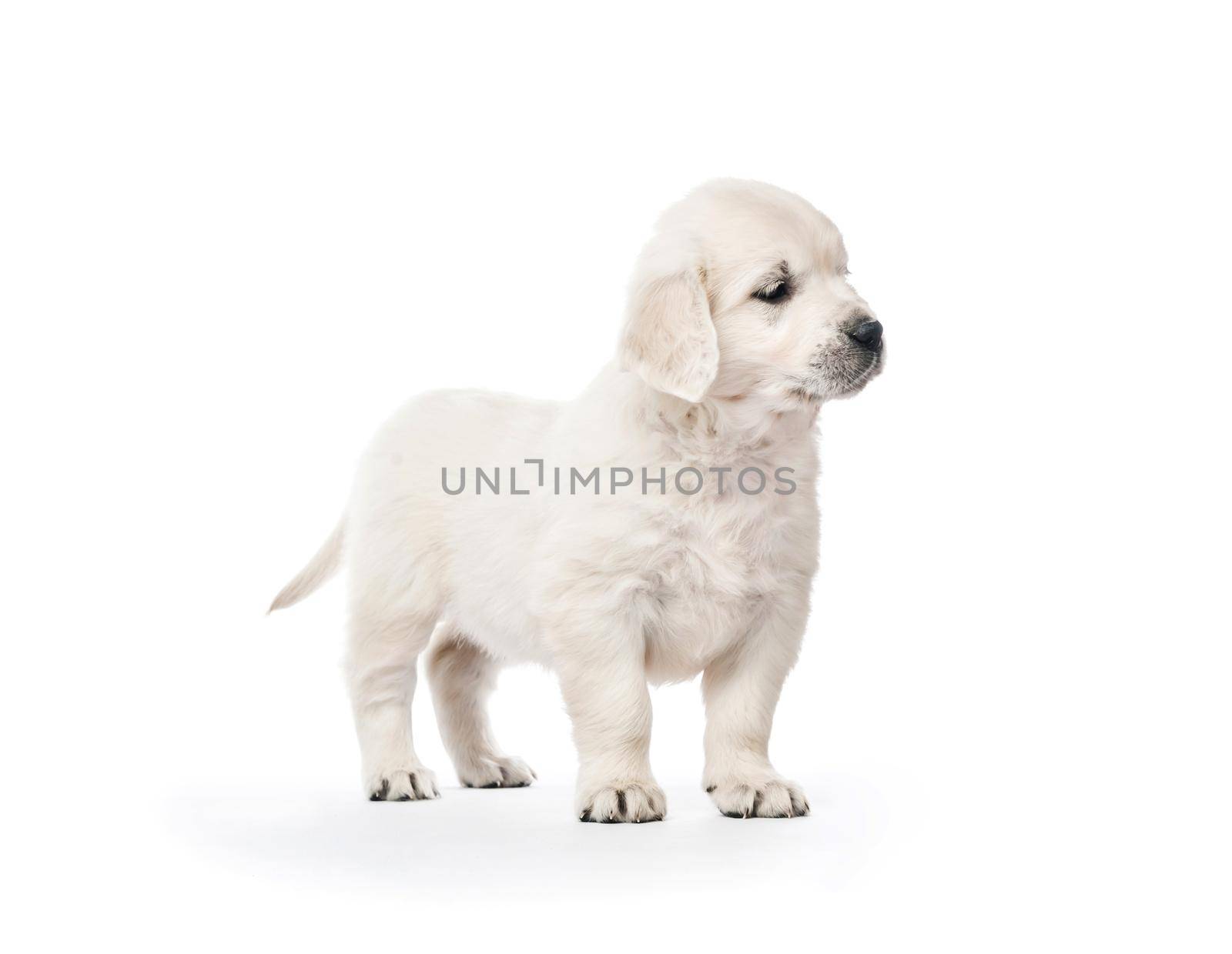 Little golden retriever puppy side view isolated on white background