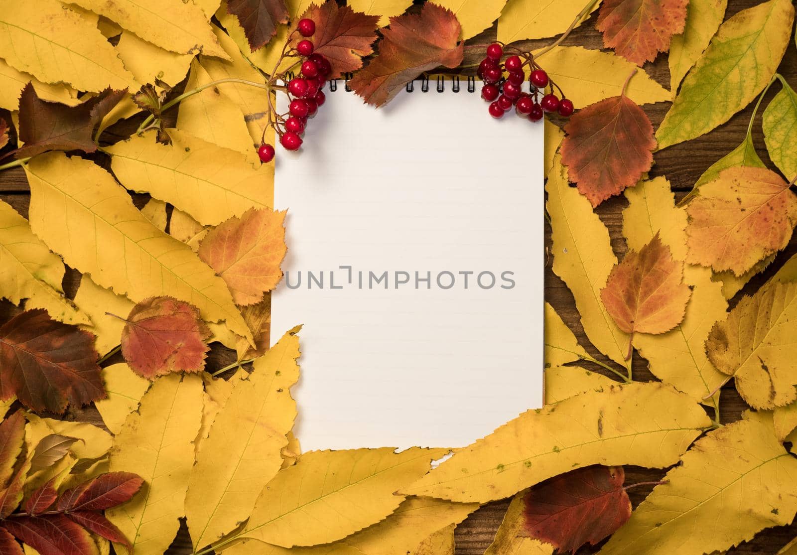 Top view of a notebook with autumn bright colorful leaves. Colorful leaves and blank diary pages and a bunch of red berries. Autumn layout, copy space, education concept