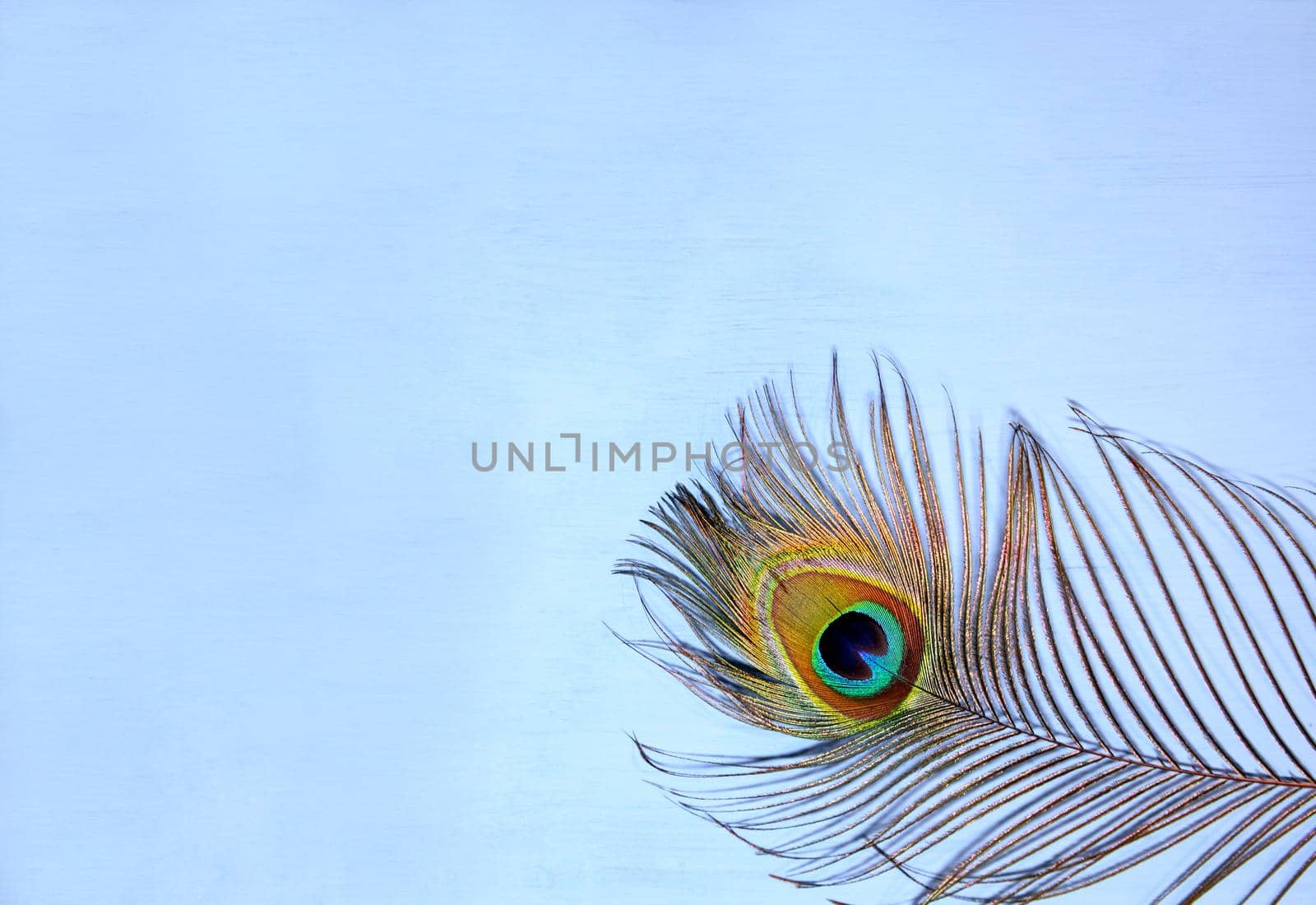 Detail of peacock feather eye on turquoise background. Luxury Abstract Texture for Peafowl wallpaper, blue-green color. Indian peafowl extravagant plumage - eye-spotted tail of covert feathers,