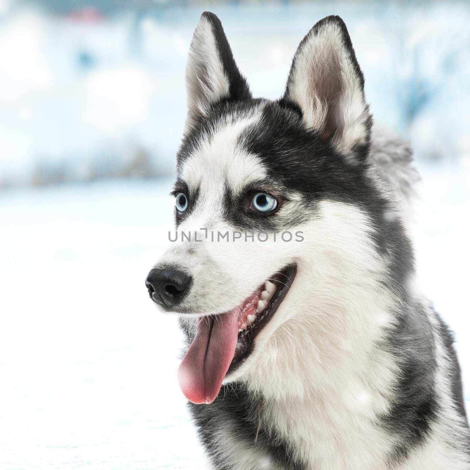siberian husky portrait close-up against the background of a snowy landscape