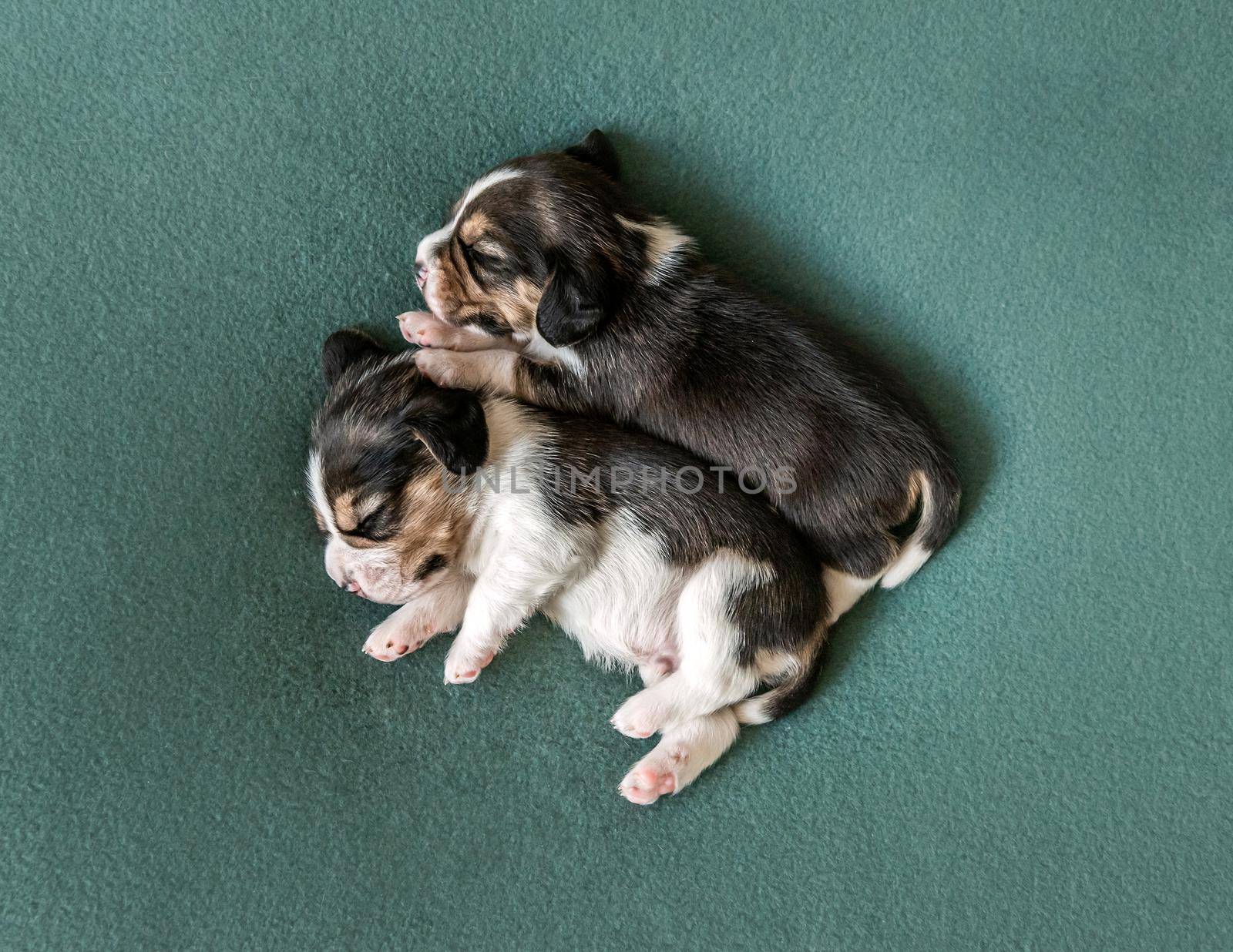 Two cute beagle puppies on carpet by tan4ikk1
