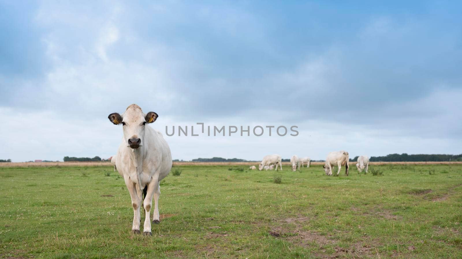 herd of white cows on the dutch wadden island of texel under blue sky with clouds in summer