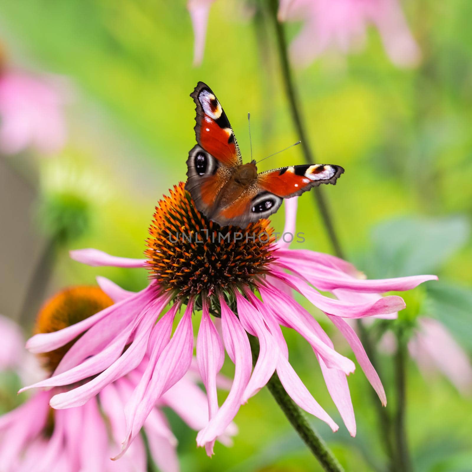 Beautiful colored European Peacock butterfly (Inachis io, Aglais io) on purple flower Echinacea in sunny garden. by Olayola