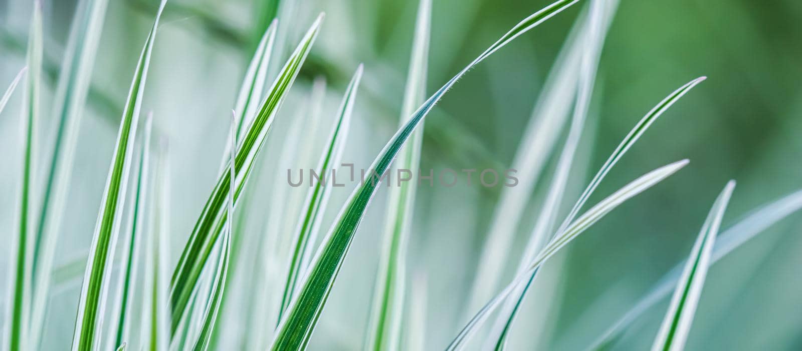 Decorative green and white grass. Arrhenatherum elatius bulbosum variegatum. Natural background. by Olayola