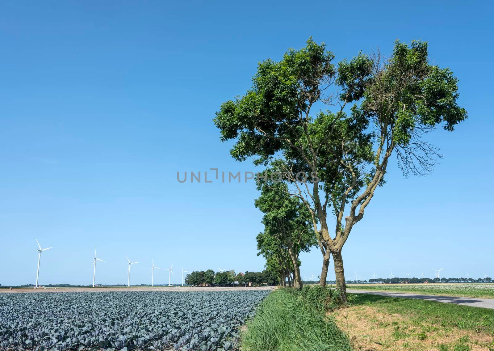 field with red cabbage and trees in wieringermeer under blue sky in summer by ahavelaar