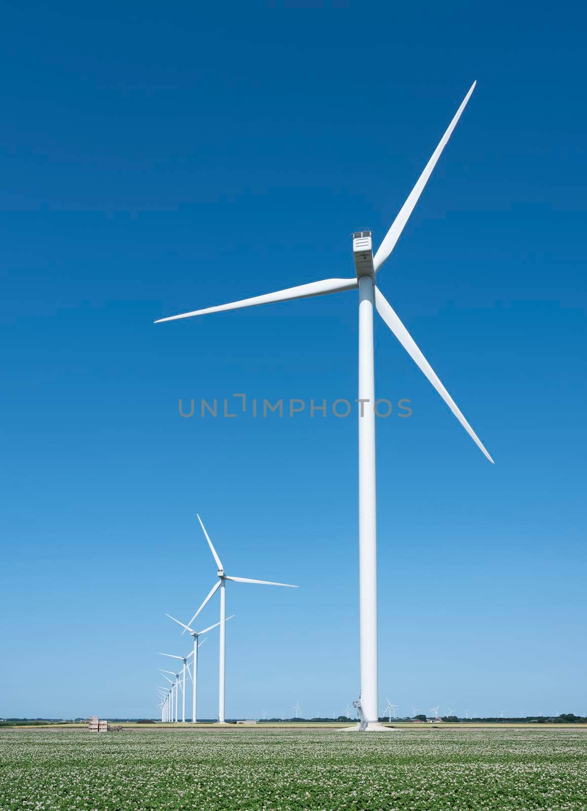 wind turbines under blue sky in blossoming potatoe field near hoorn in wieringermeer by ahavelaar