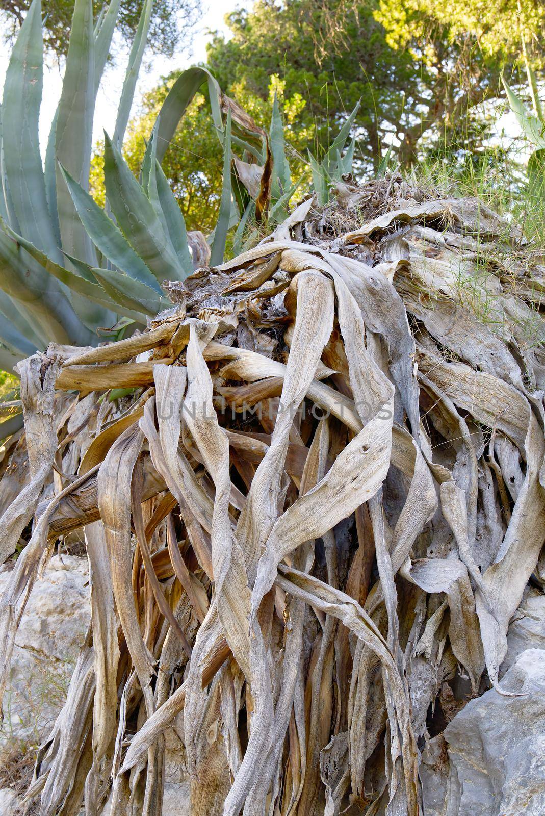 the large aloe plant is withered, dying. global drought and warming concept. by PhotoTime