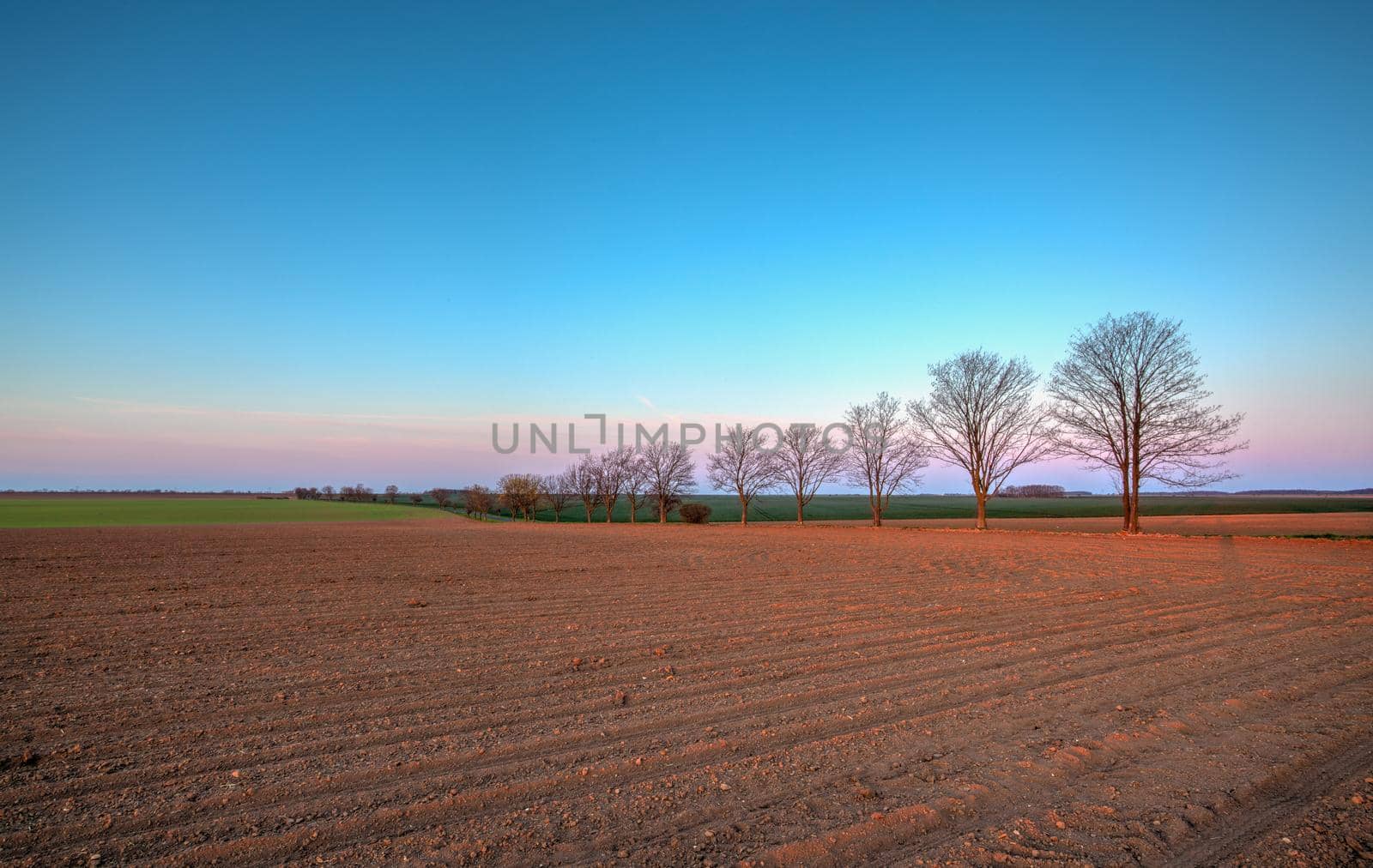Spring landscape at sunrise in Central Bohemian Uplands, Czech Republic. Alley of the trees between fields.
