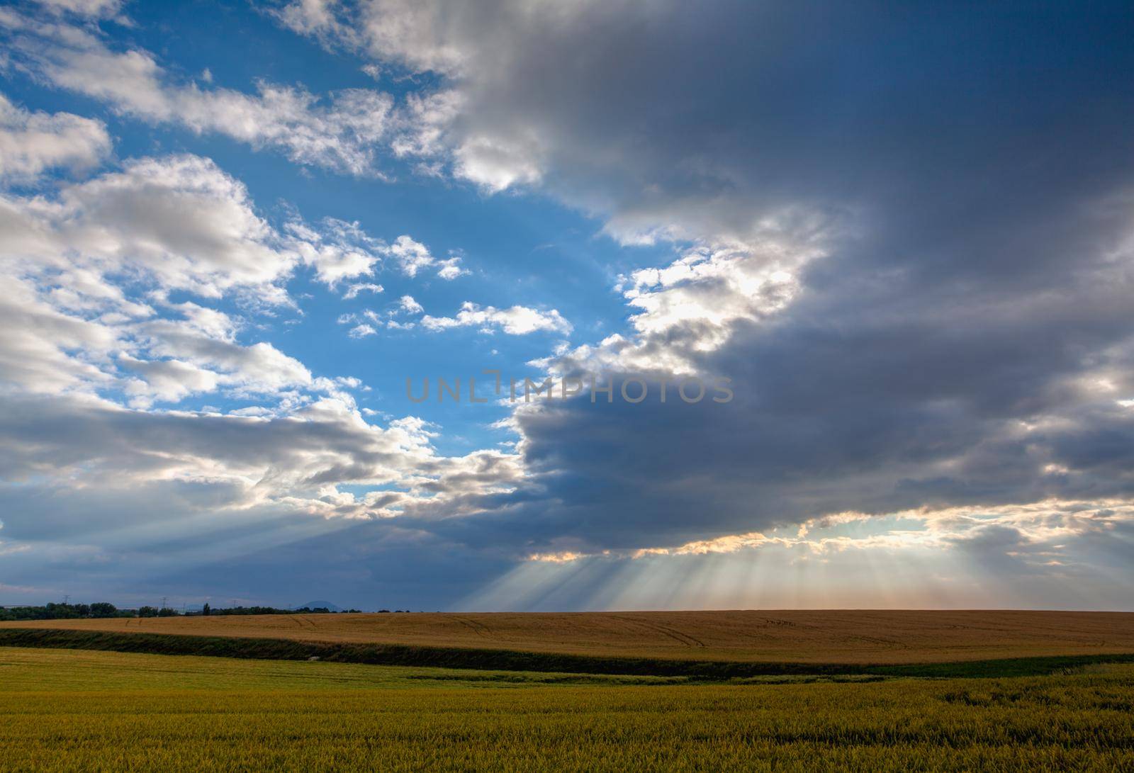 Morning  landscape with wheat field  by CaptureLight