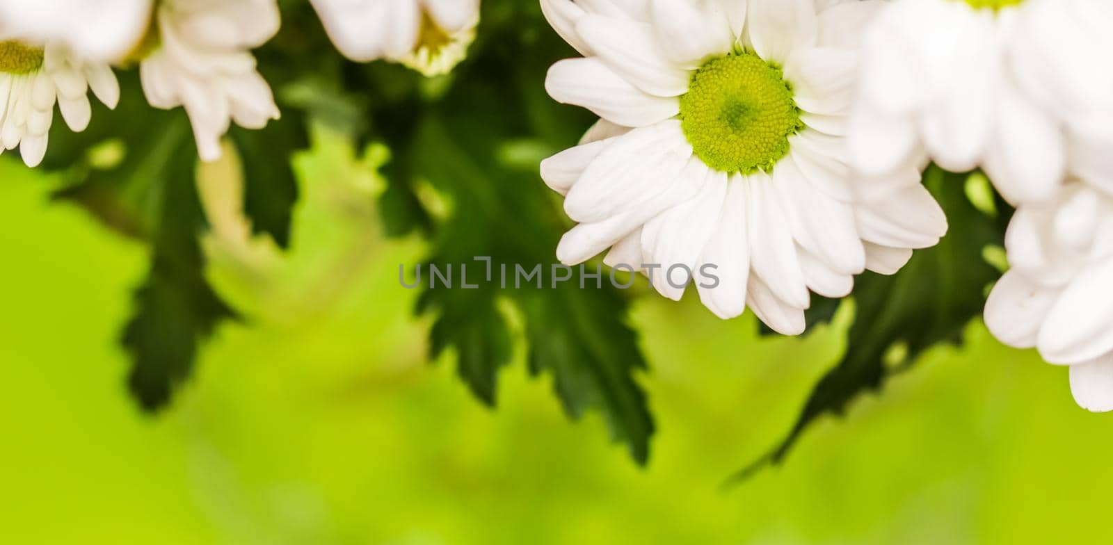 Soft focus, retro art, vintage card and botanical concept - Abstract floral background, white chrysanthemum flower petals. Macro flowers backdrop for holiday brand design