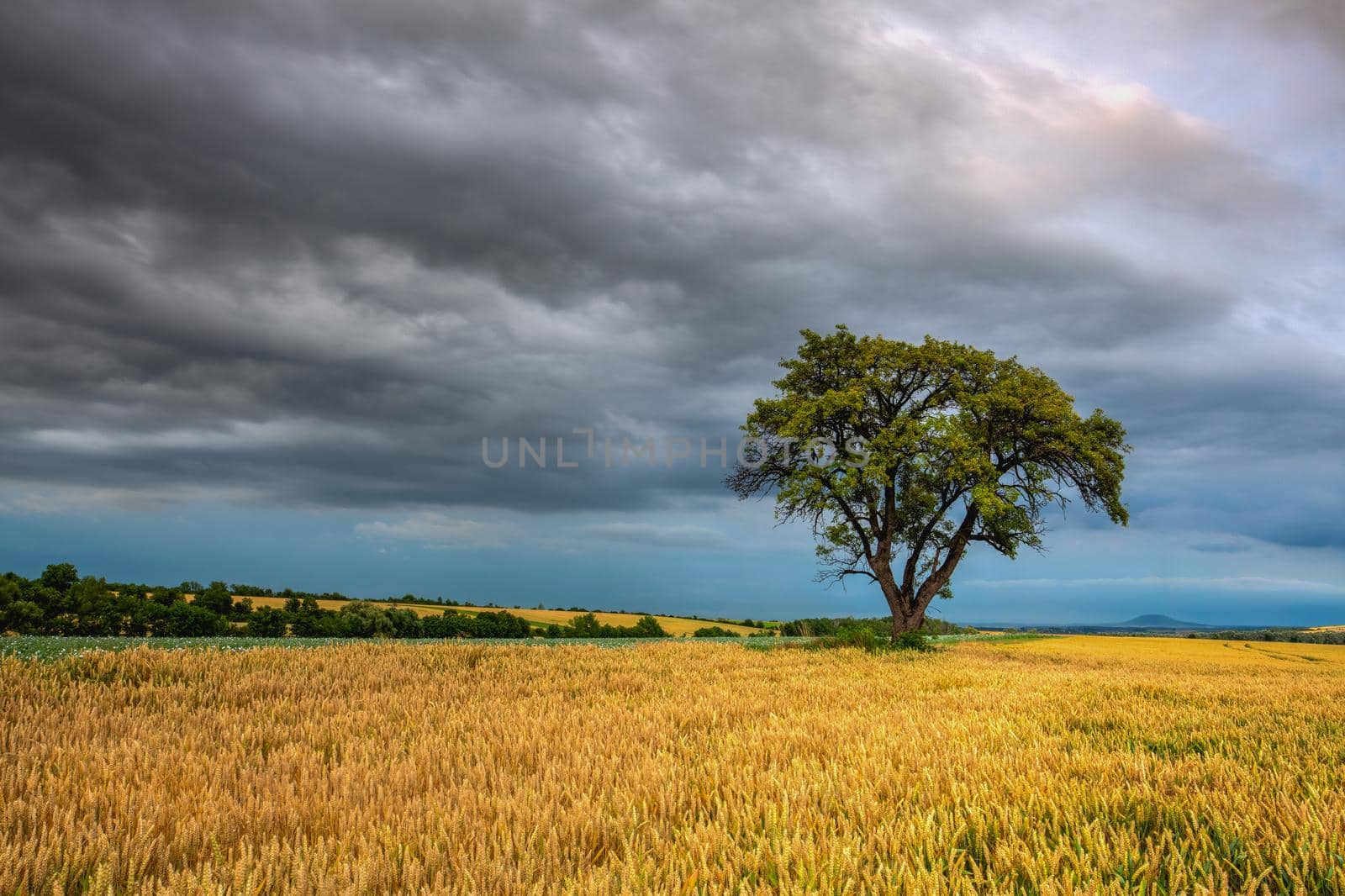 Lonely tree in wheat field before heavy stor, Czech Republic by CaptureLight