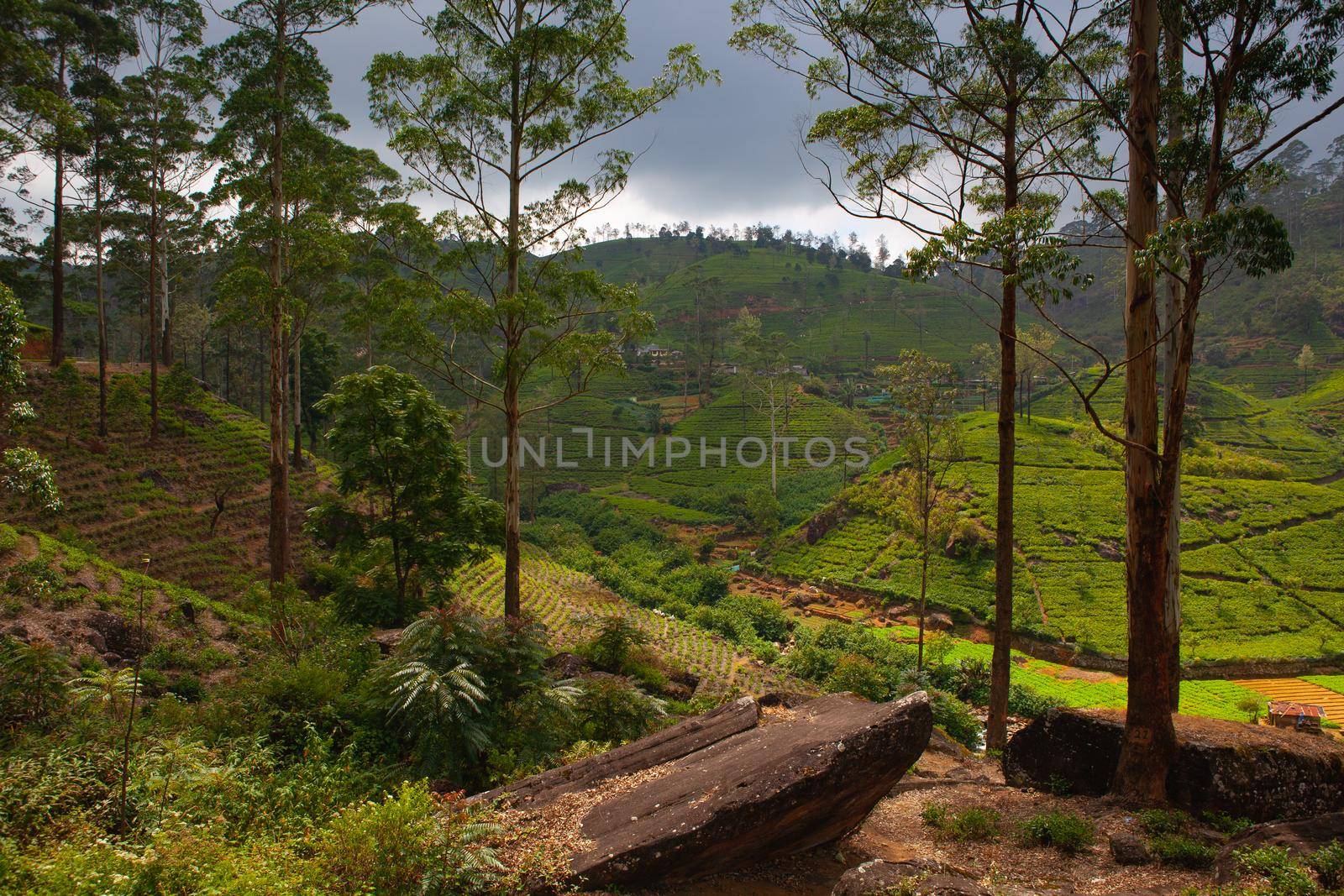 Nuwara Eliya tea plantation before storm, Sri Lanka.  by CaptureLight