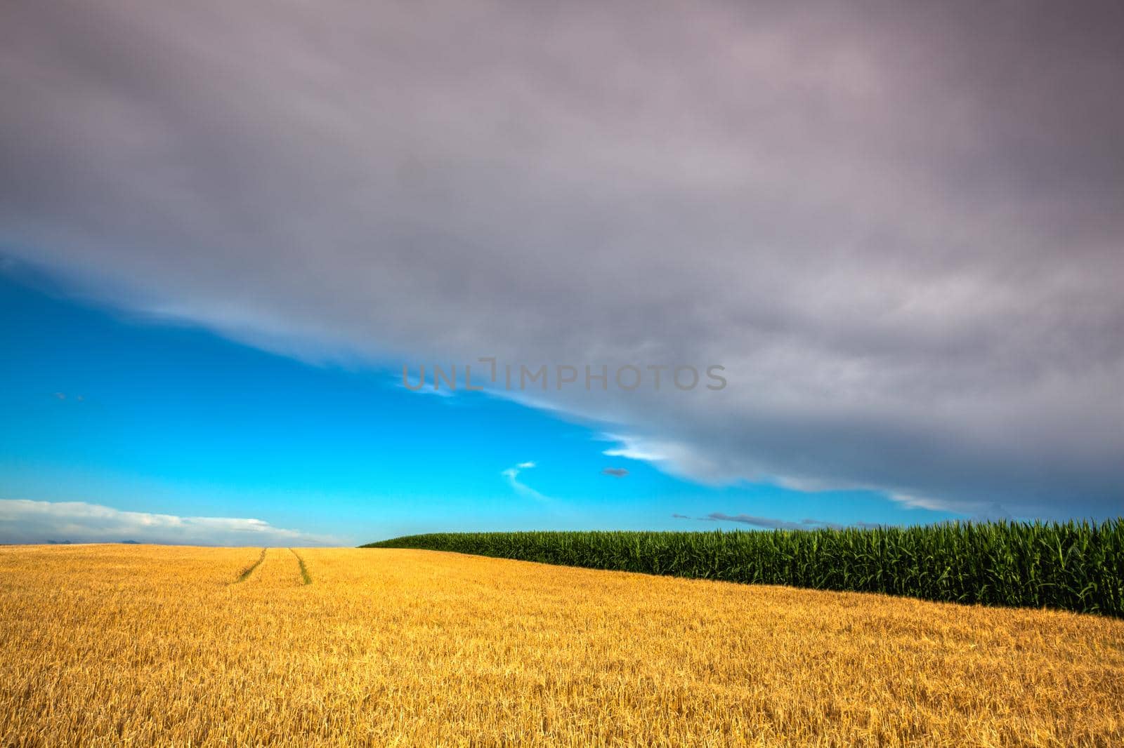 Wheat field and amazing sunset before heavy storm in Czech Republic