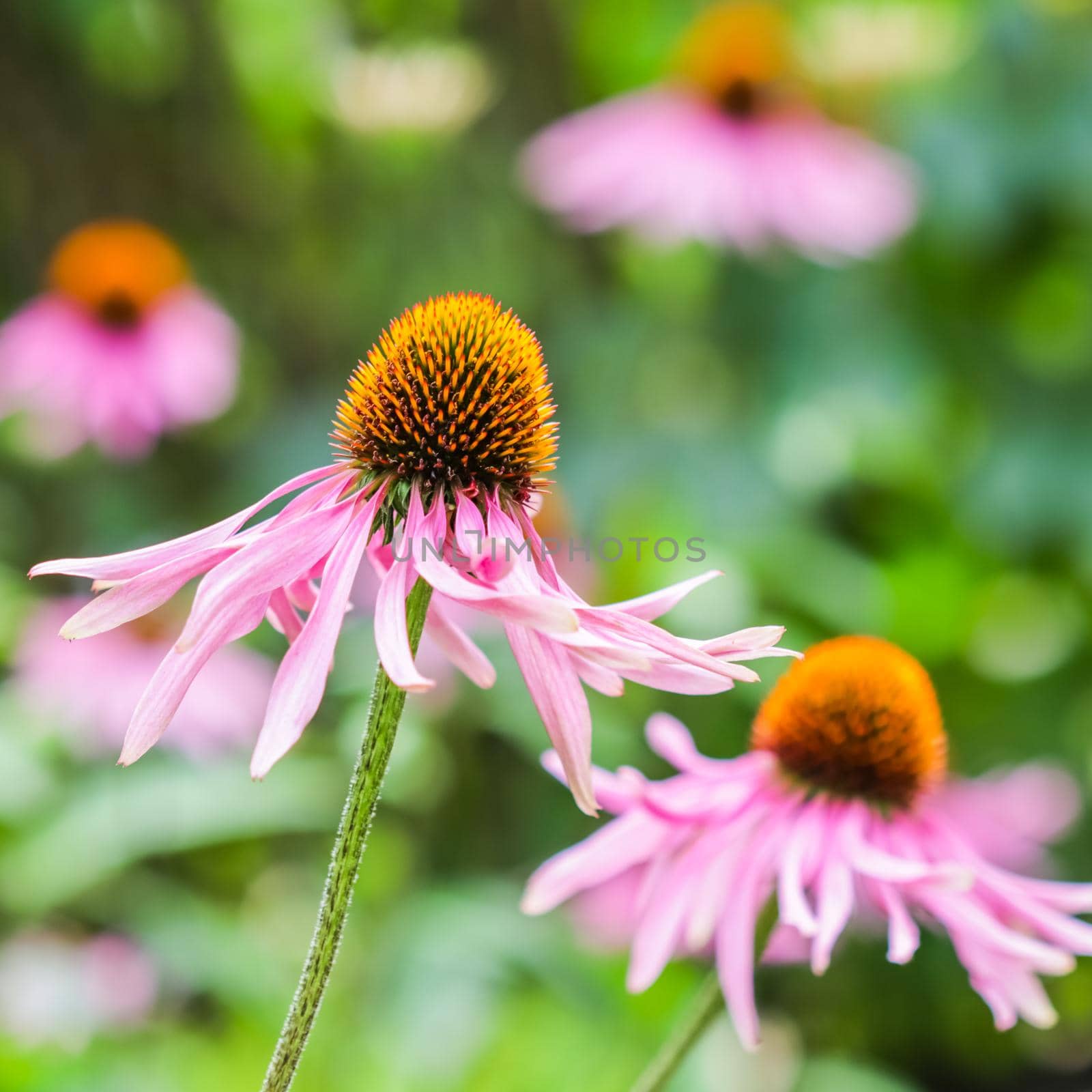 Echinacea purpurea ( coneflower). Beautiful purple flowers with an orange center in the garden by Olayola