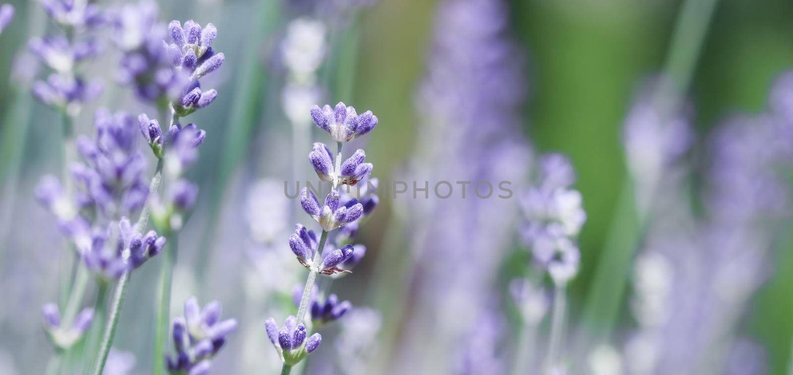 Soft focus on beautiful lavender flowers in summer garden by Olayola