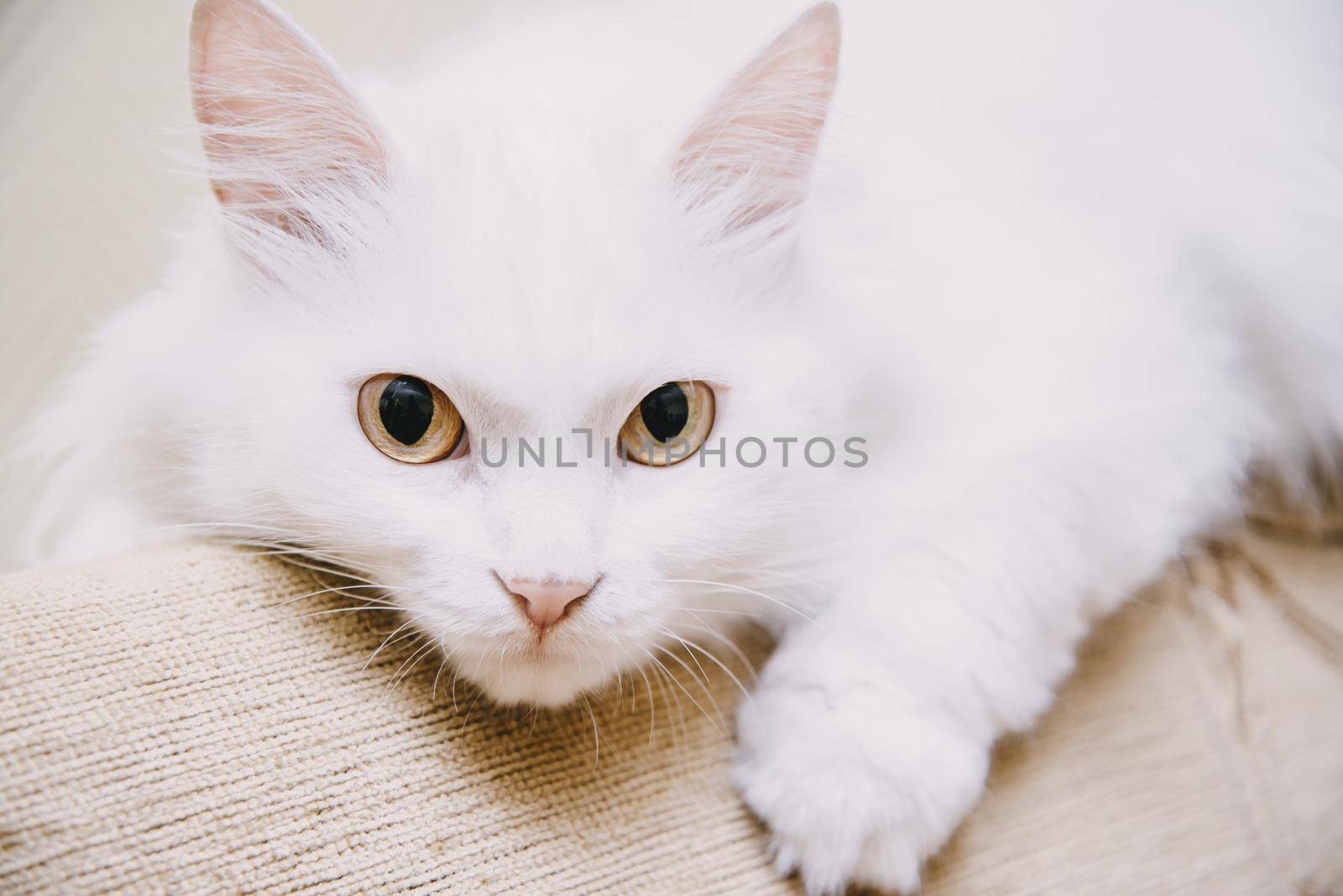 Portrait of cute fluffy white turkish van cat lying on sofa, staring at camera.