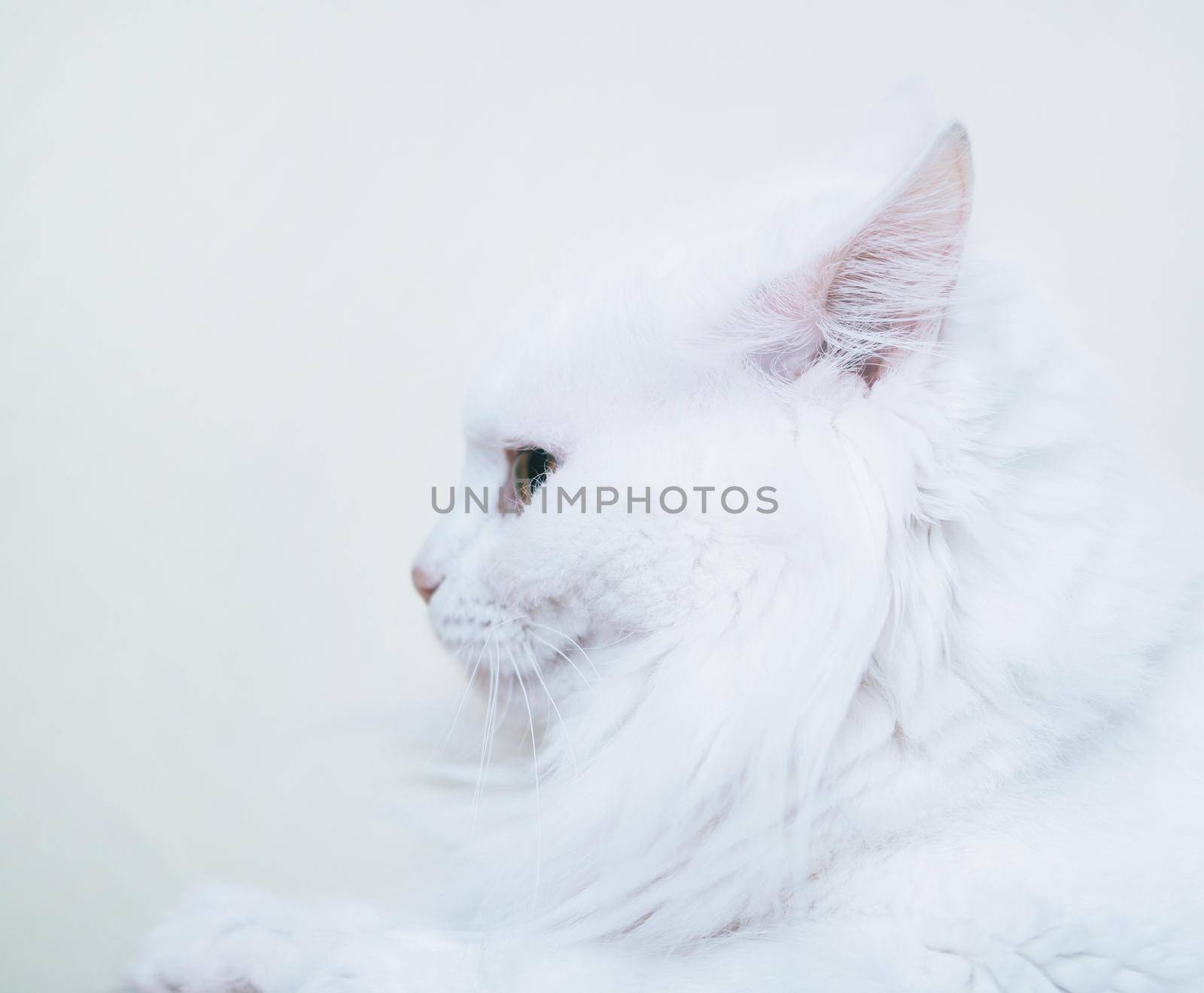 Portrait of white turkish van cat, side view.
