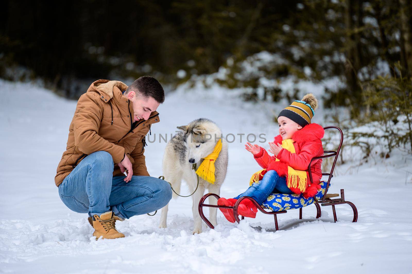 the girl is sitting on a sled, next to her dad with a husky, a winter walk in the woods on a sleigh with a dog. by Niko_Cingaryuk
