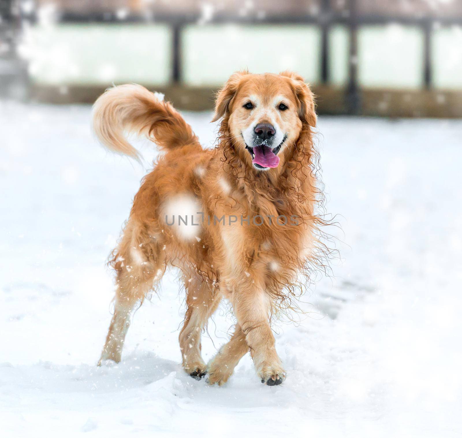 Young golden retriever walk at the snow