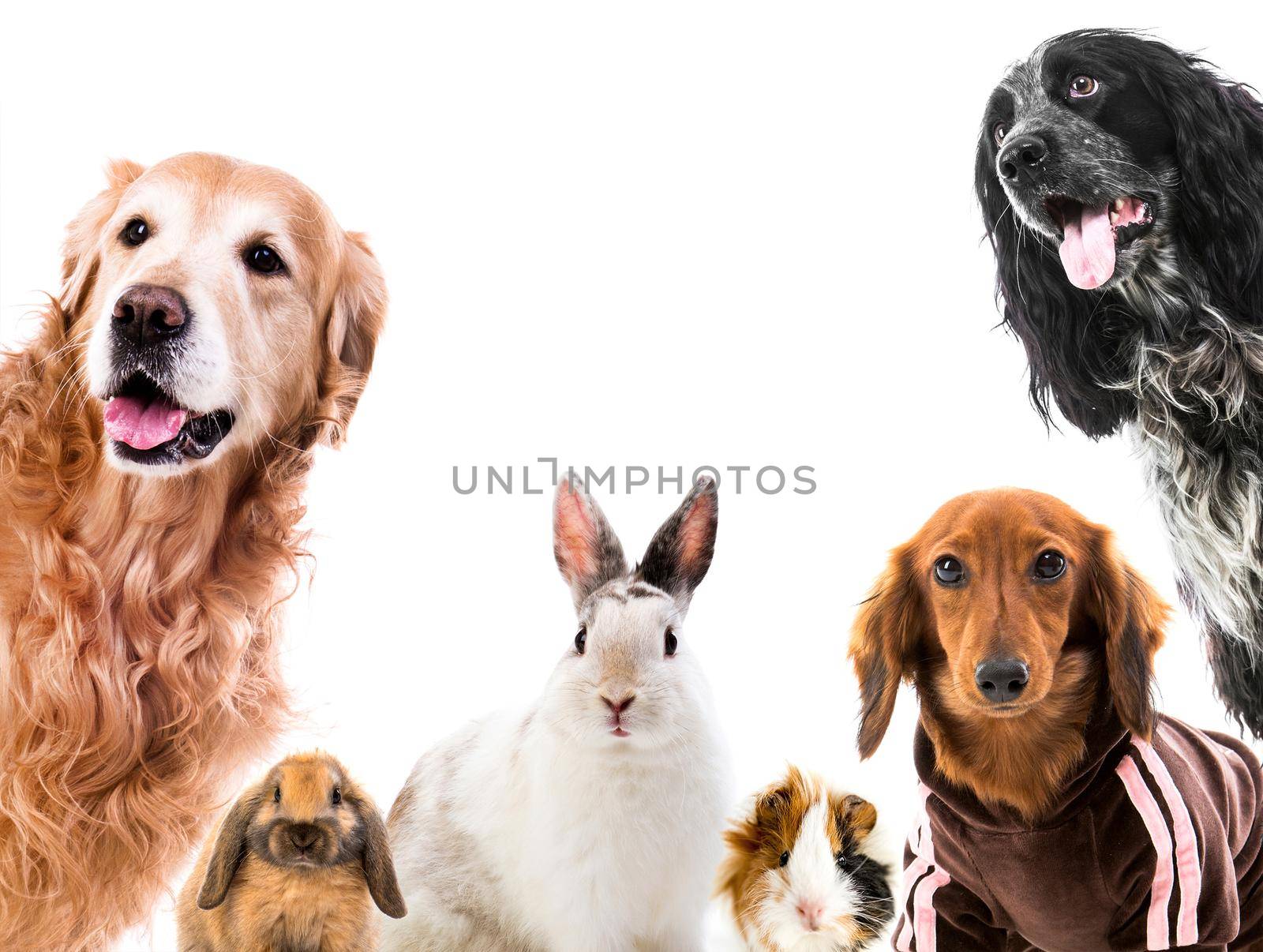 Group of cute fluffy animals looking on camera isolated on white background