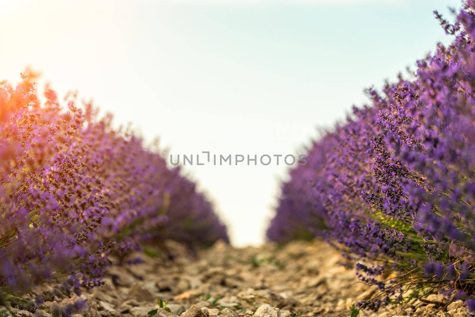 Lavender flower blooming scented fields in endless rows on sunset. Selective focus on Bushes of lavender purple aromatic flowers at lavender fields of the French Provence near Valensole. by panophotograph
