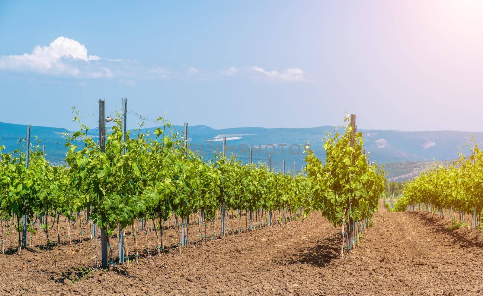 Rows of Young vineyard on a sunny spring day. Young plantation of a well-groomed vineyard at the beginning of flowering Copy space. Modern Wine making concept. by panophotograph