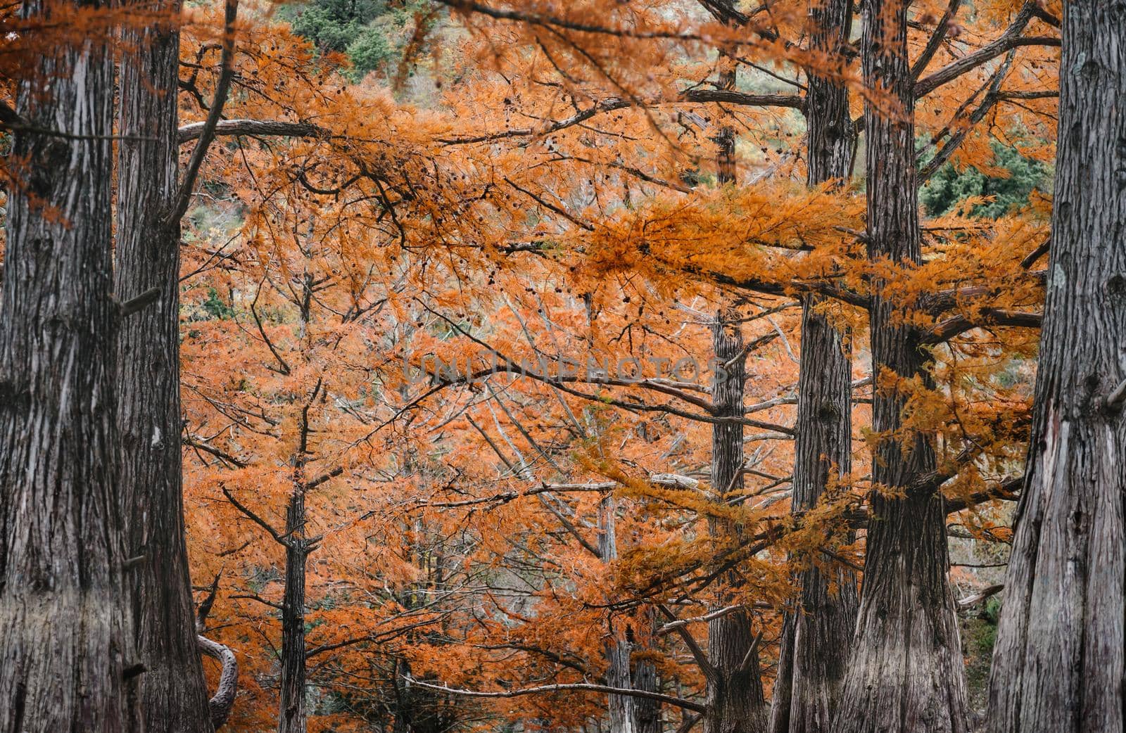 Autumn cypresses. by alexAleksei