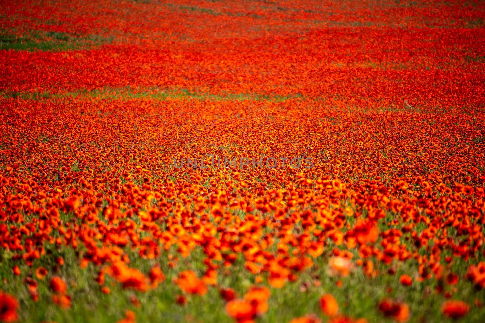 field with green grass and red poppies against the sunset sky. Beautiful field red poppies with selective focus. Red poppies in soft light. Opium poppy. Glade of red poppies. Soft focus blur by panophotograph