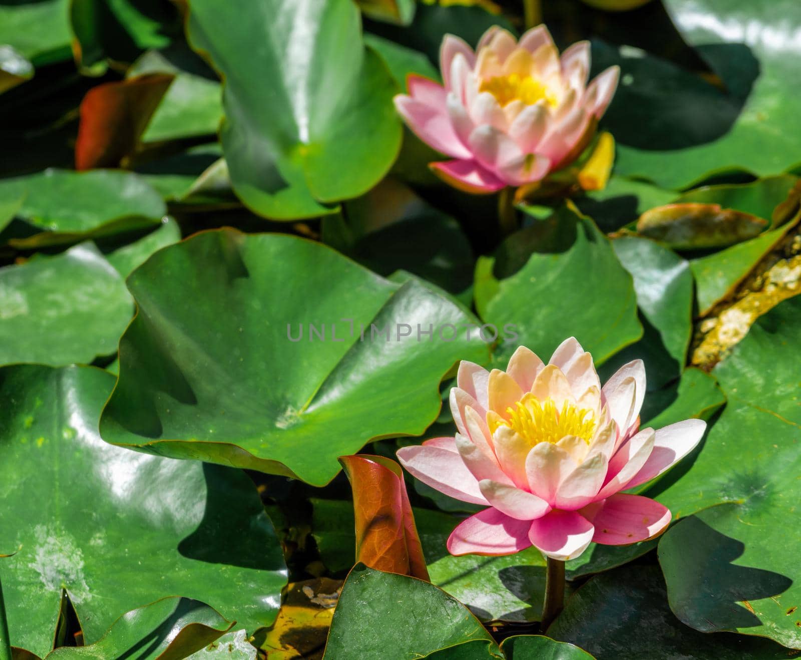 Pink water lily or lotus flower with spotty leaves against the background of greenery pond. Petals NymphaeaPerry's Orange Sunset covered with raindrops. Magic lotus lit by the sun. Selective focus.