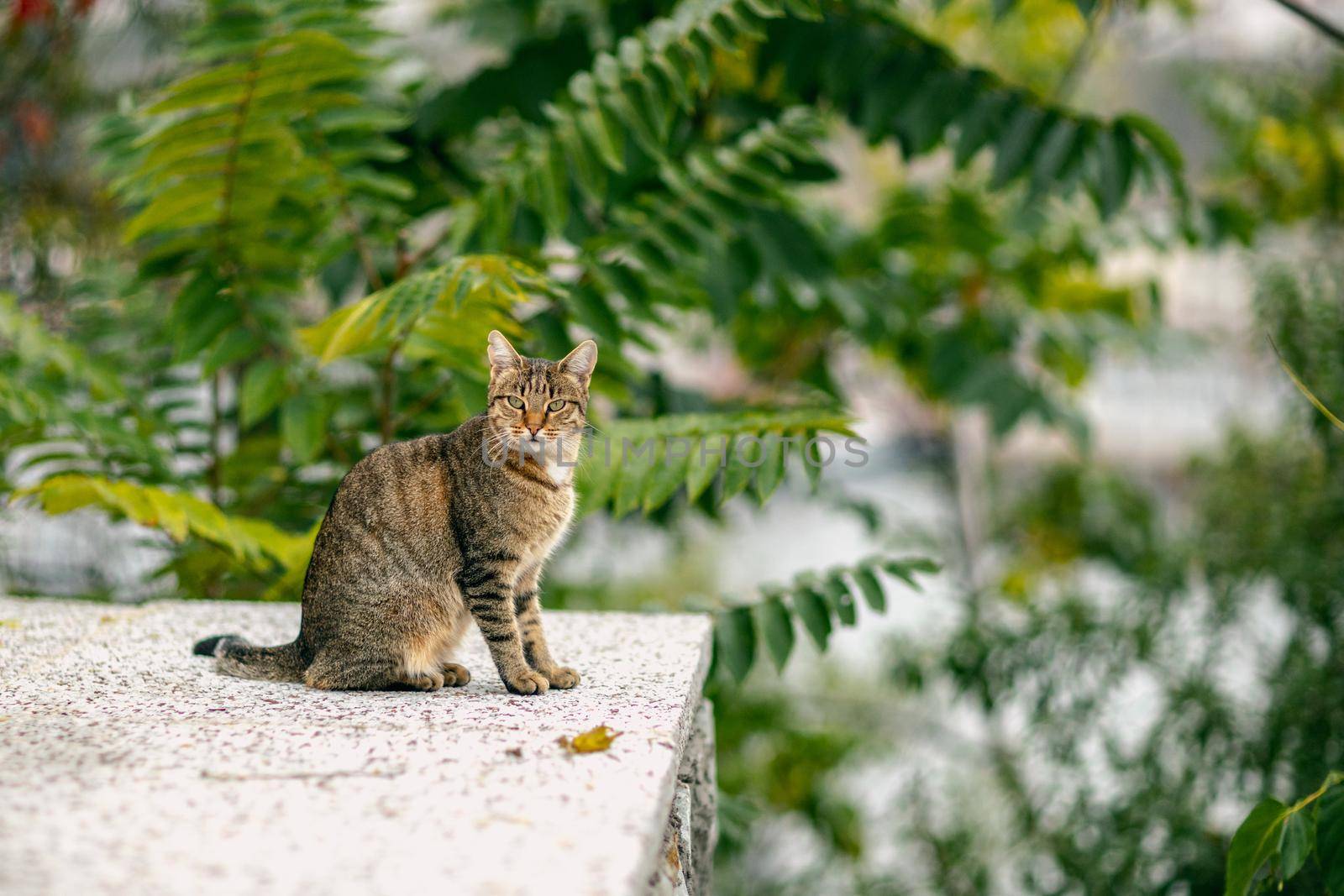 beautiful gray cat sitting on the sidewalk in soft focus.