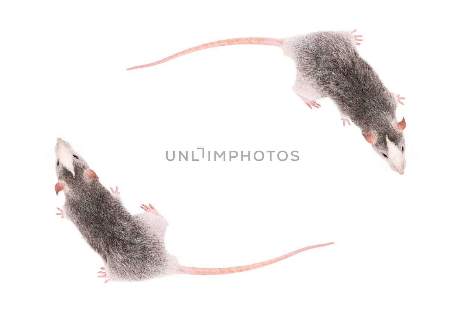 Two Young gray rats isolated on white background. Rodent pets by esvetleishaya