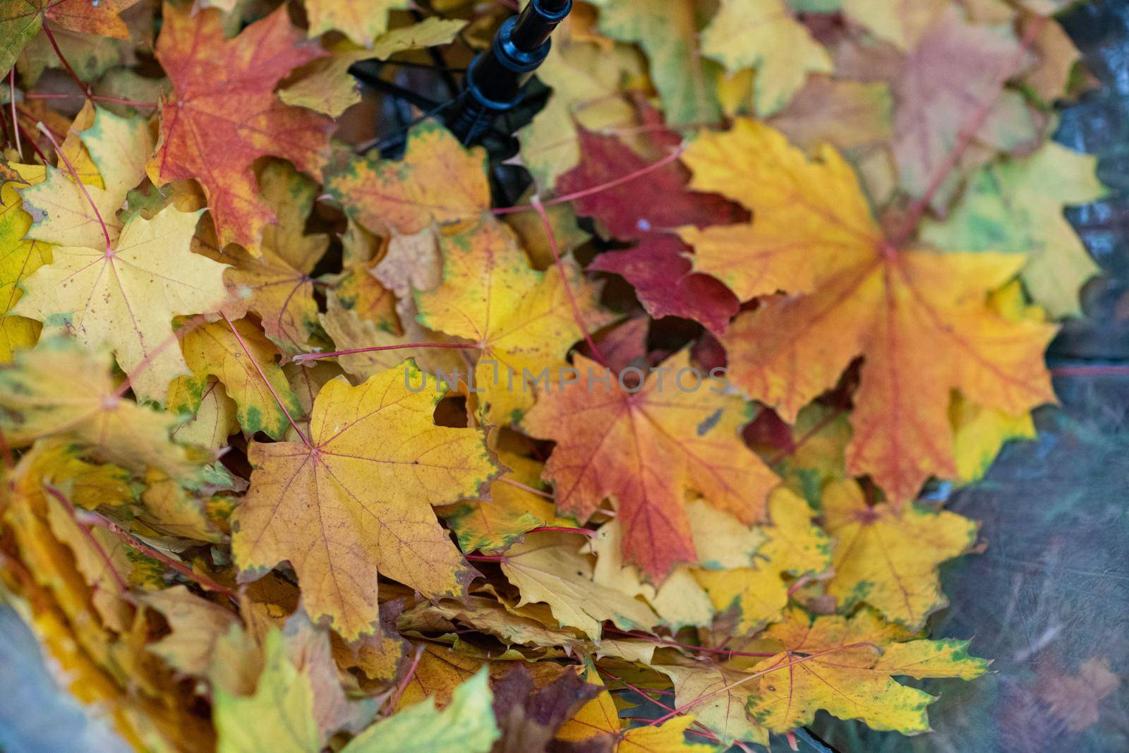 Transparent umbrella with fallen maple leaves in the autumn park. by Matiunina