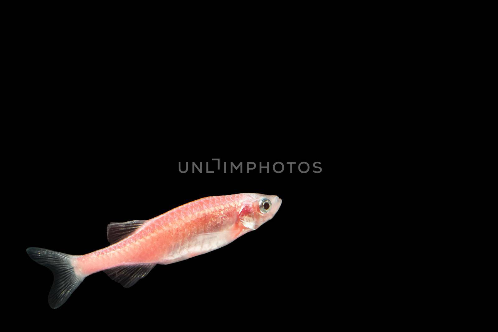 Neon tetra pink fish macro