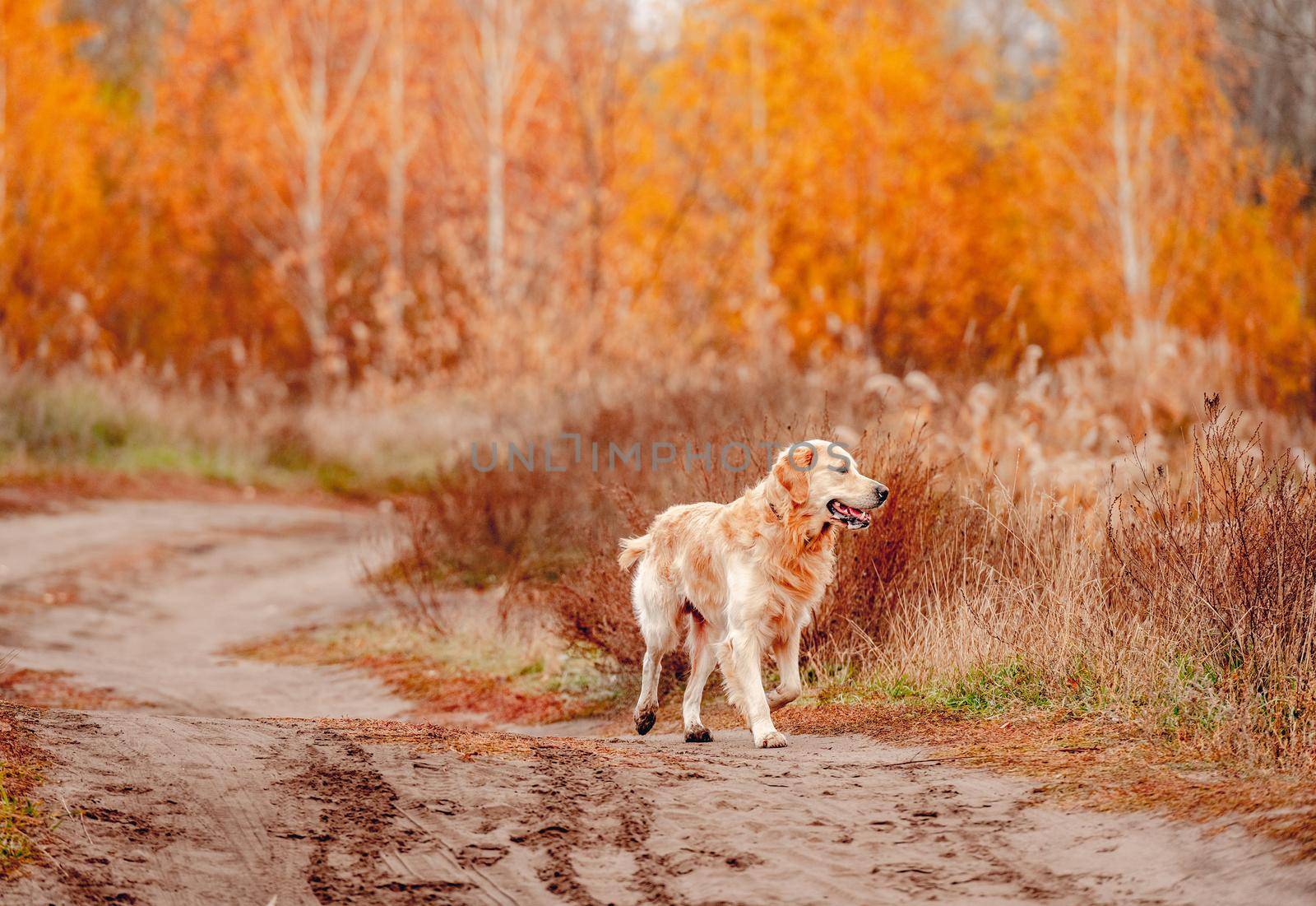 Golden retriever dog walking at autumn forest and looking back. Cute doggy pet labrador at nature with orange leaves at trees