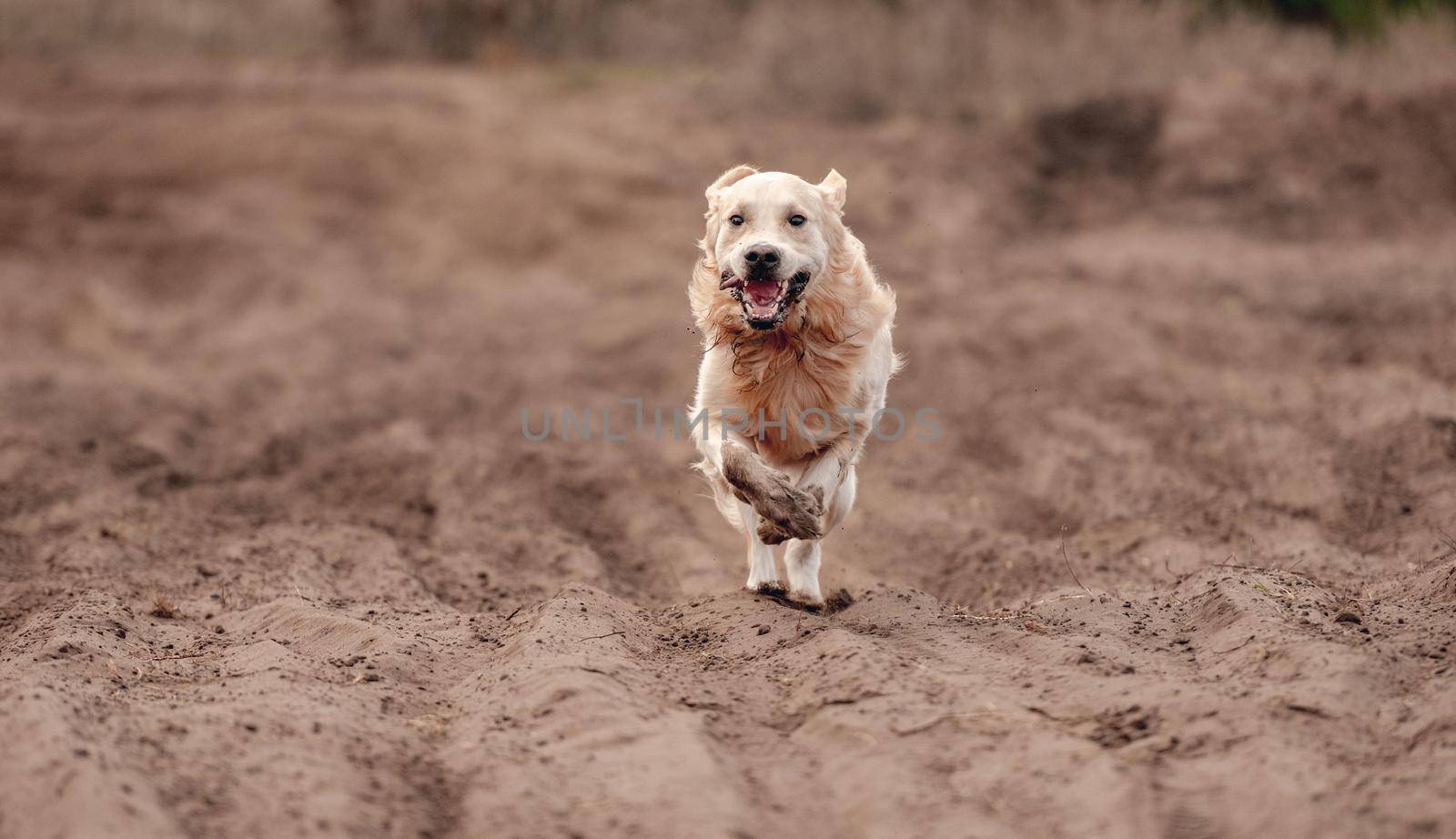 Golden retriever dog running at autumn forest and looking at camera. Cute doggy pet labrador on wood road