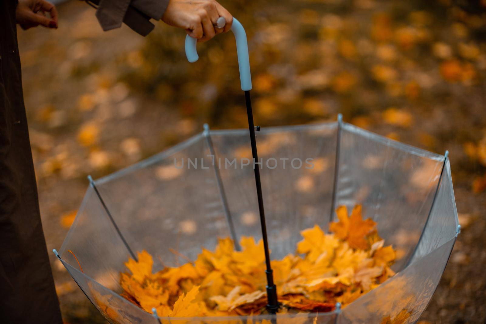 Transparent umbrella with fallen maple leaves in the autumn park. by Matiunina