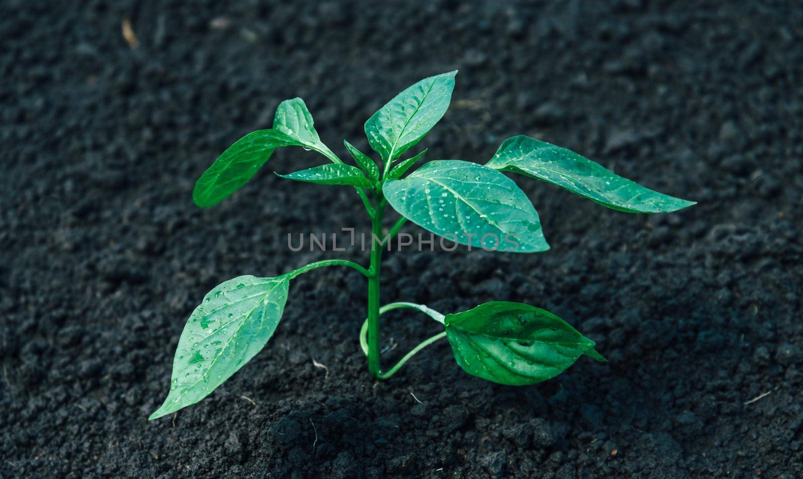 Green plant is cultivated on the soil